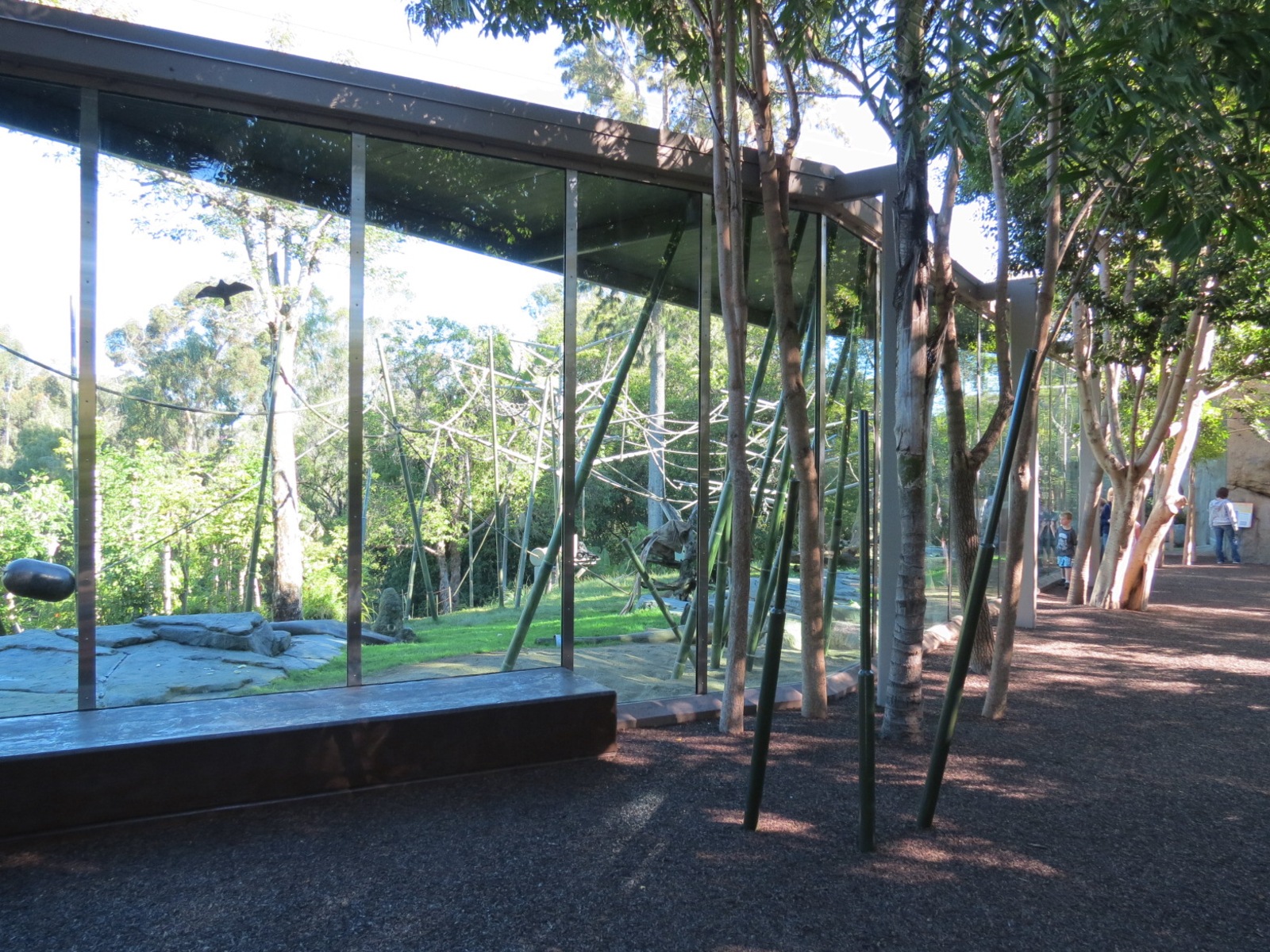 Lost Forest - Absolutely Apes - Orangutan and Siamang Exhibit