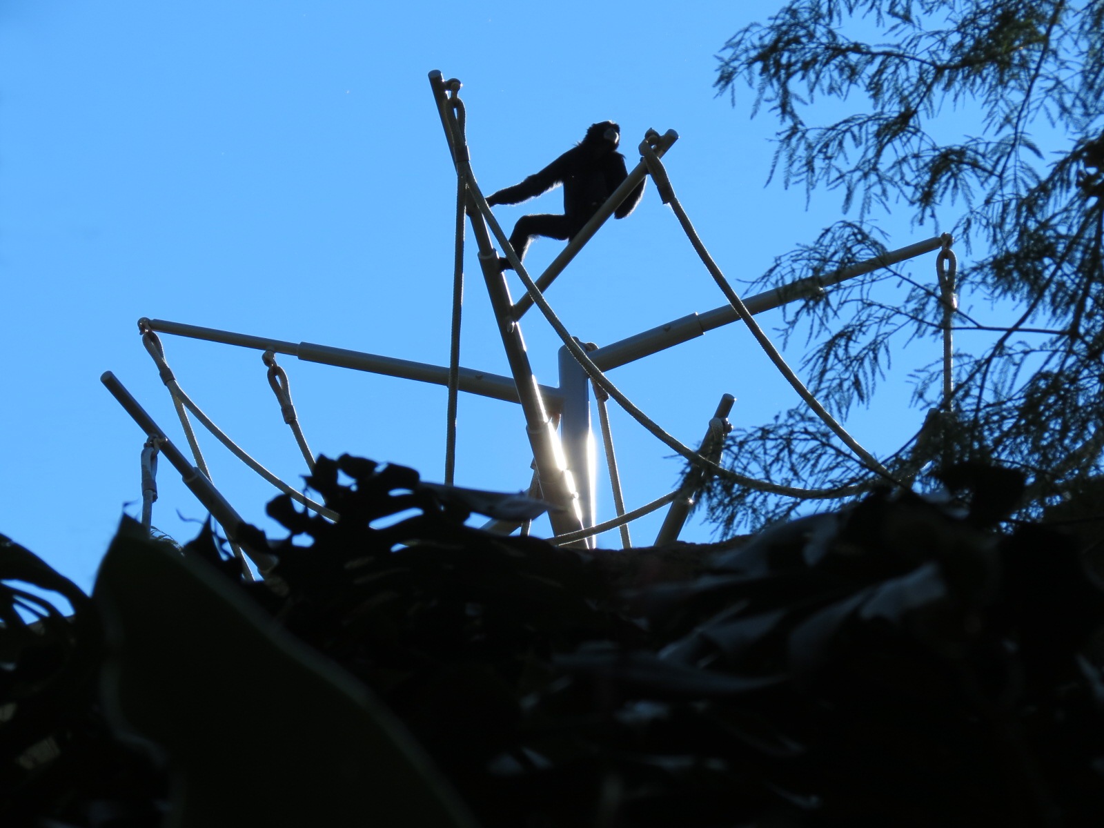 Lost Forest - Absolutely Apes - Orangutan and Siamang Exhibit