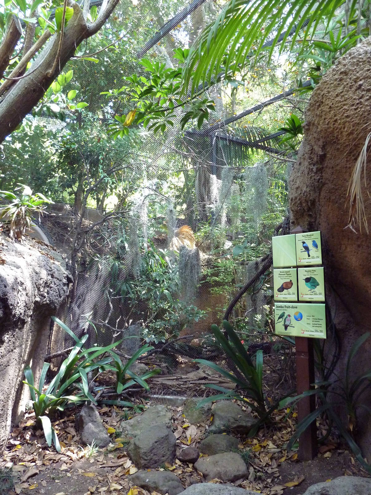 Lost Forest Aviary (4 Species)