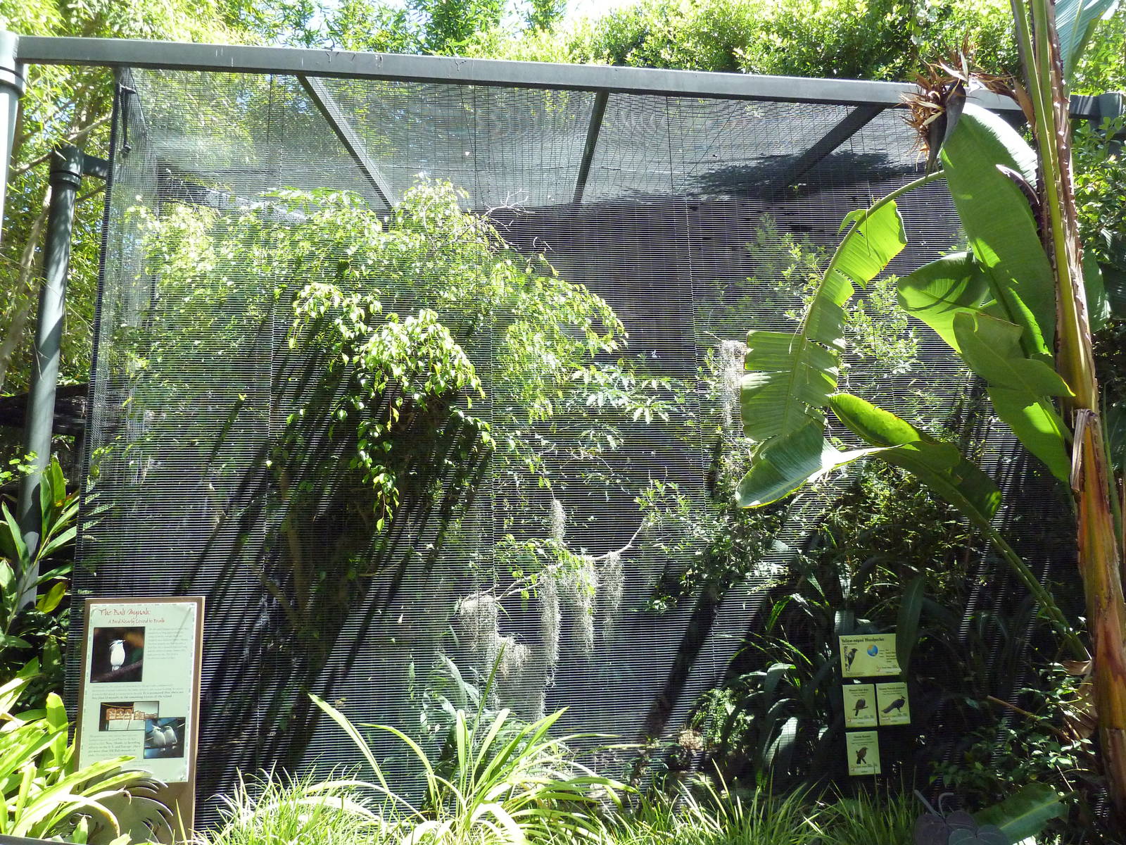 Lost Forest Aviary (5 Species)