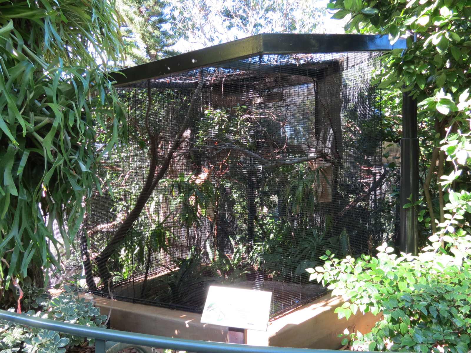 Lost Forest - Birds of Australasia - Blue-crowned Hanging Parrot Exhibit