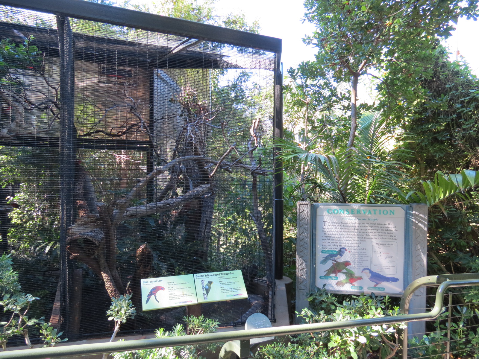 Lost Forest - Birds of Australasia - Blue-eared Lory and Greater Yellow-nap