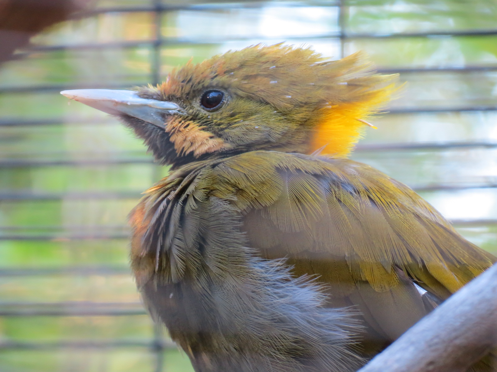 Lost Forest - Birds of Australasia - Blue-eared Lory and Greater Yellow-nap