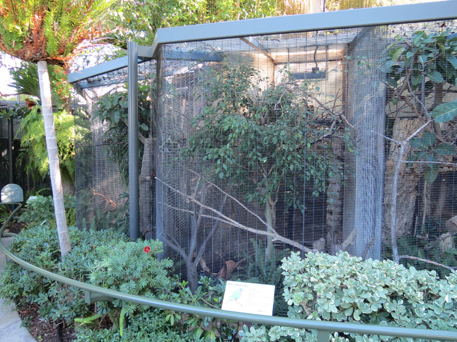 Lost Forest - Birds of Australasia - Bue-crowned Lory Exhibit