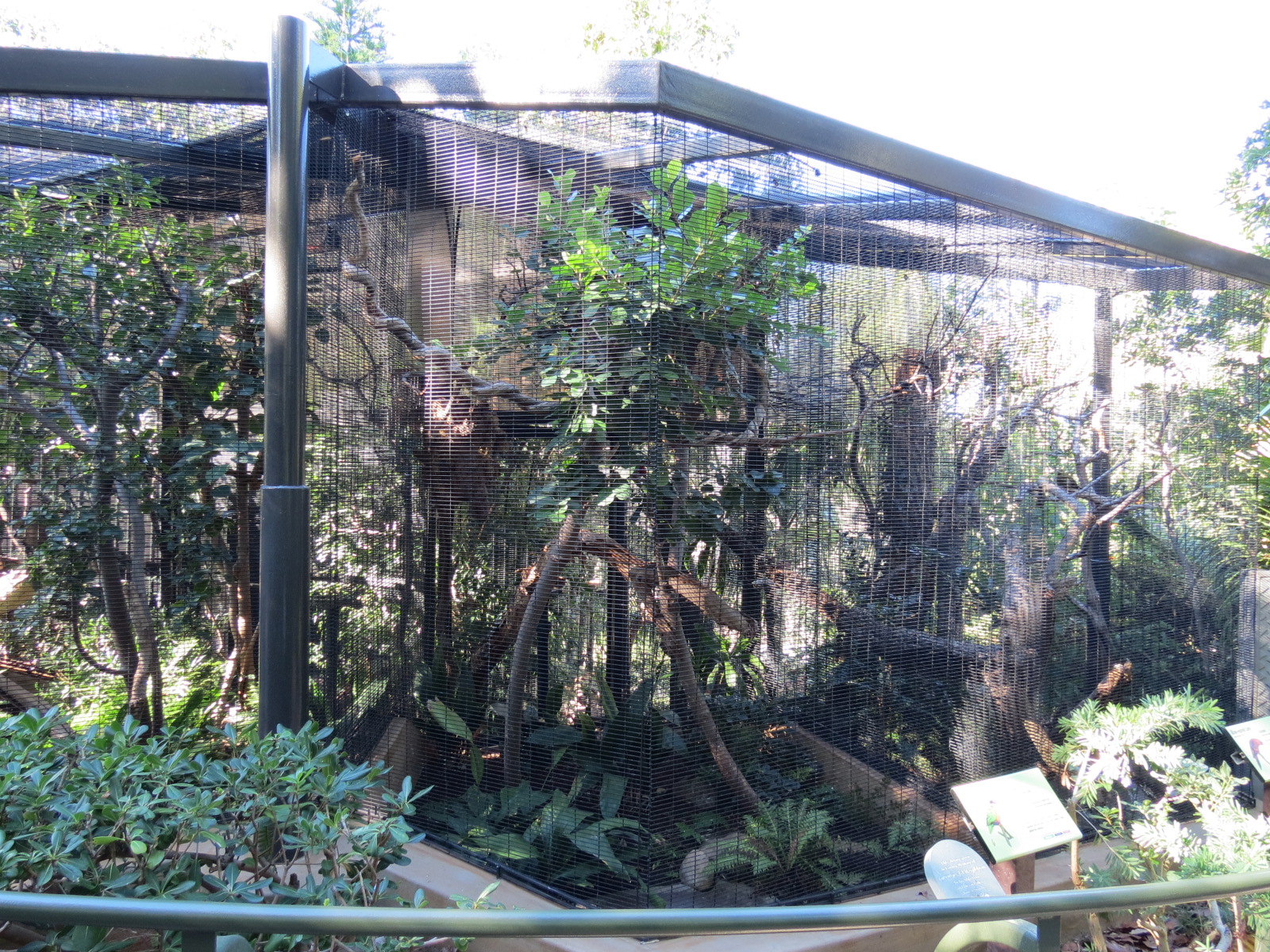 Lost Forest - Birds of Australasia - Collared Lory Exhibit