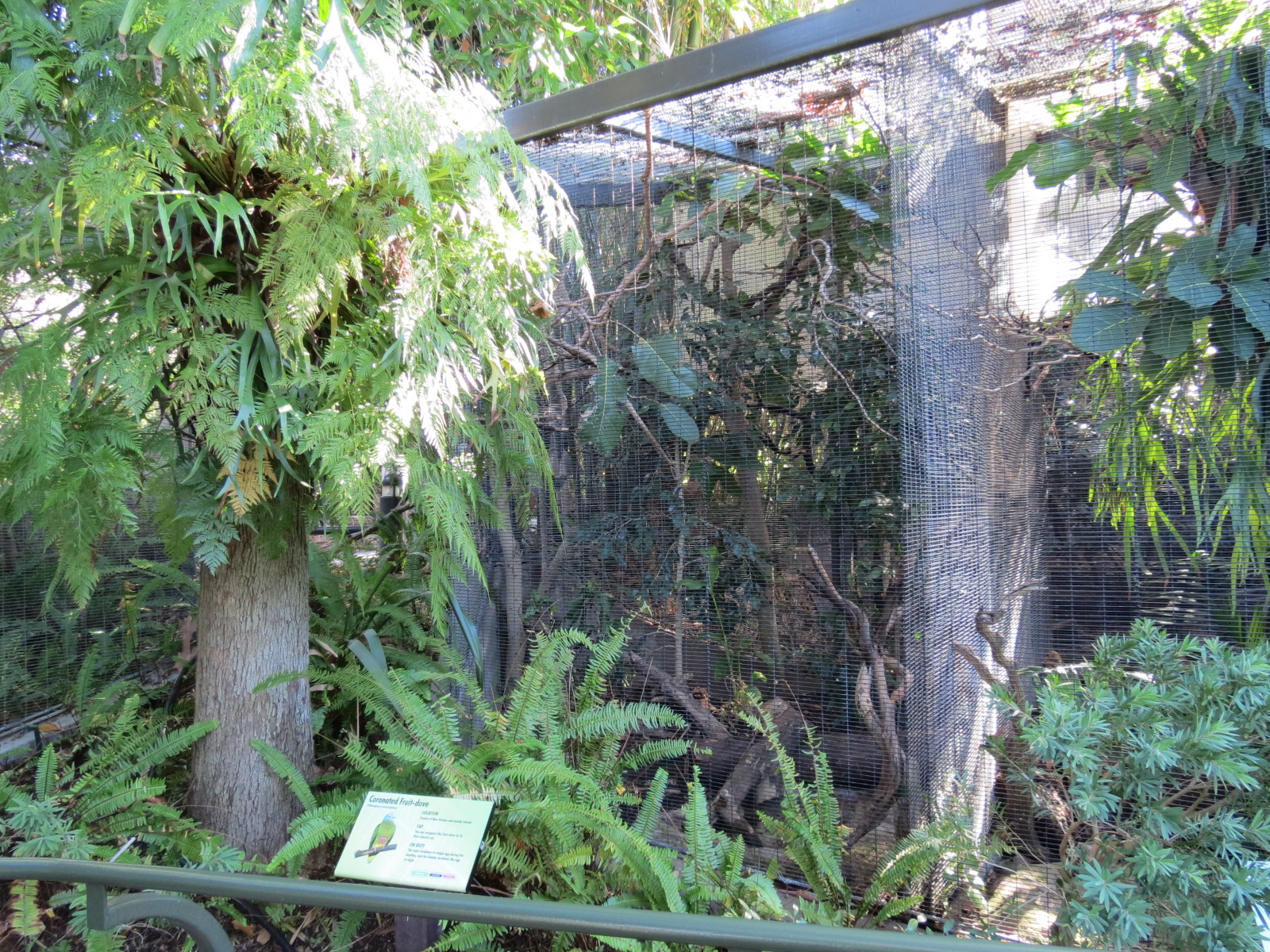 Lost Forest - Birds of Australasia - Coronated Fruit-dove Exhibit