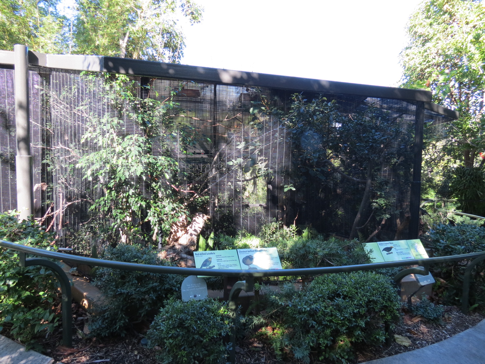 Lost Forest - Birds of Australasia - Golden-crested Myna and Others Exhibit