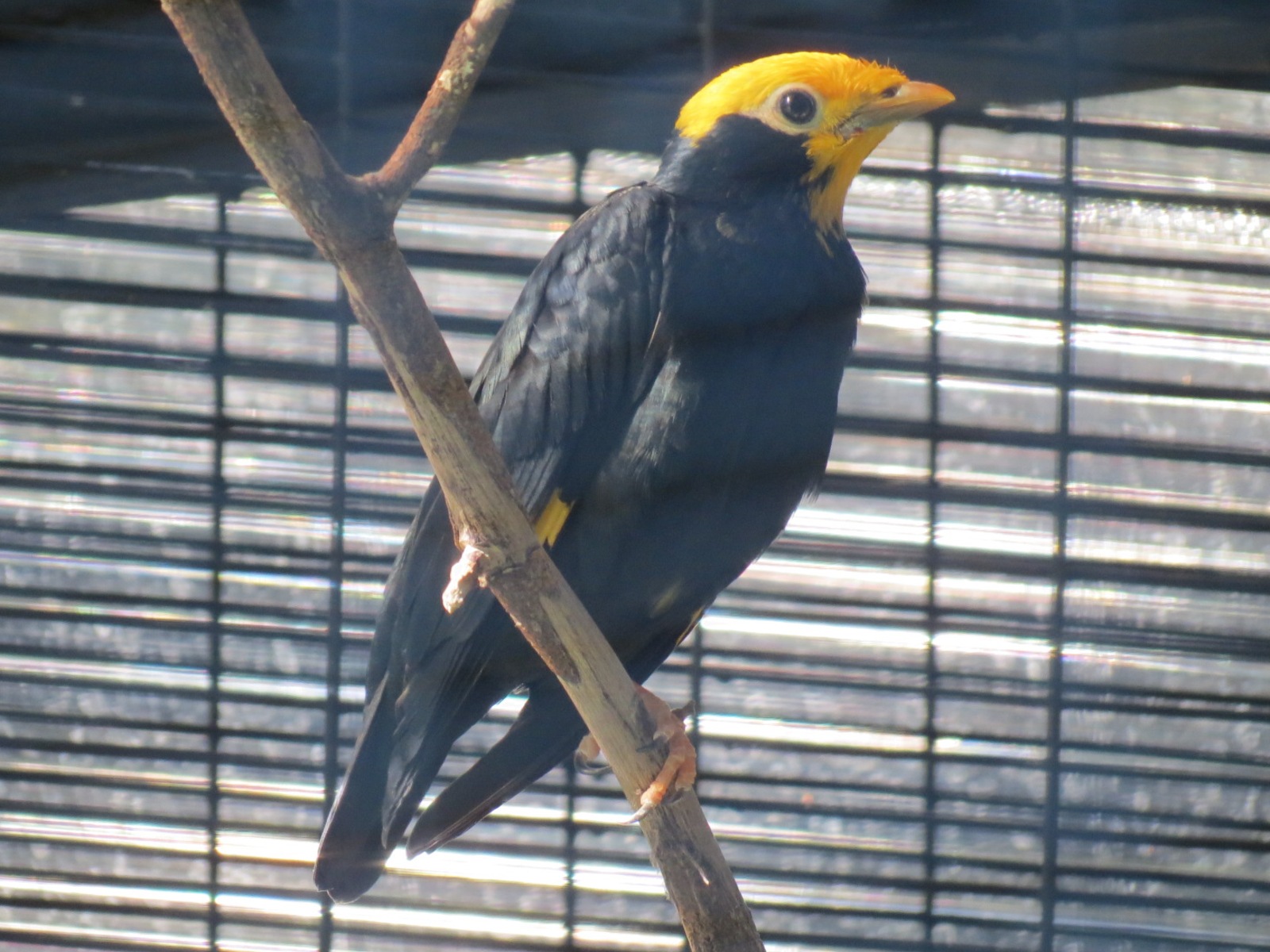 Lost Forest - Birds of Australasia - Golden-crested Myna and Others Exhibit