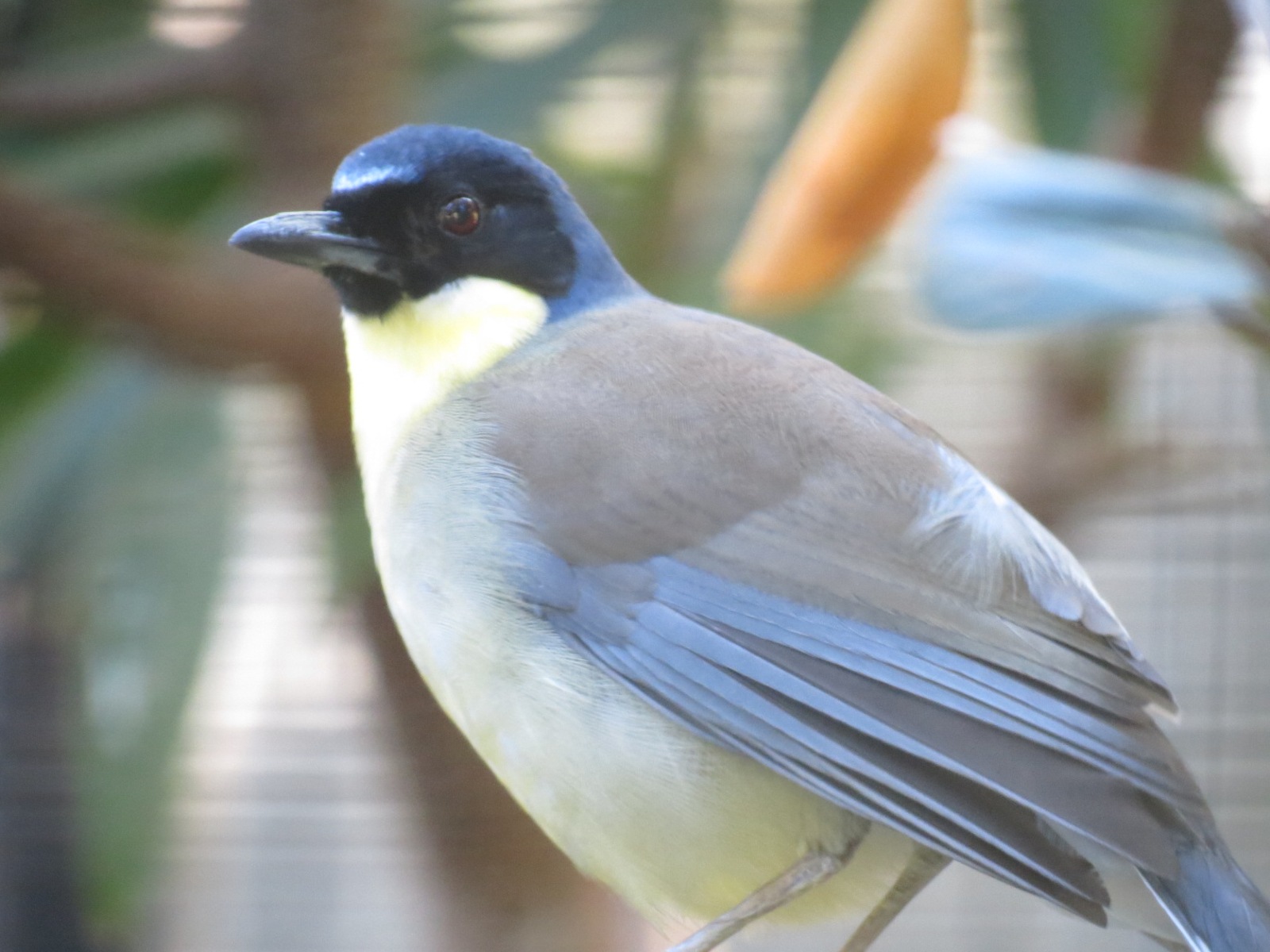 Lost Forest - Birds of Australasia - Hooded Pitta and Others Exhibit - Blue