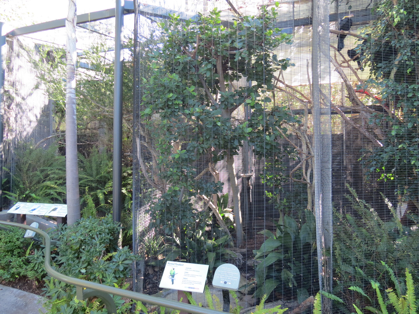 Lost Forest - Birds of Australasia - Horned Parakeet Exhibit