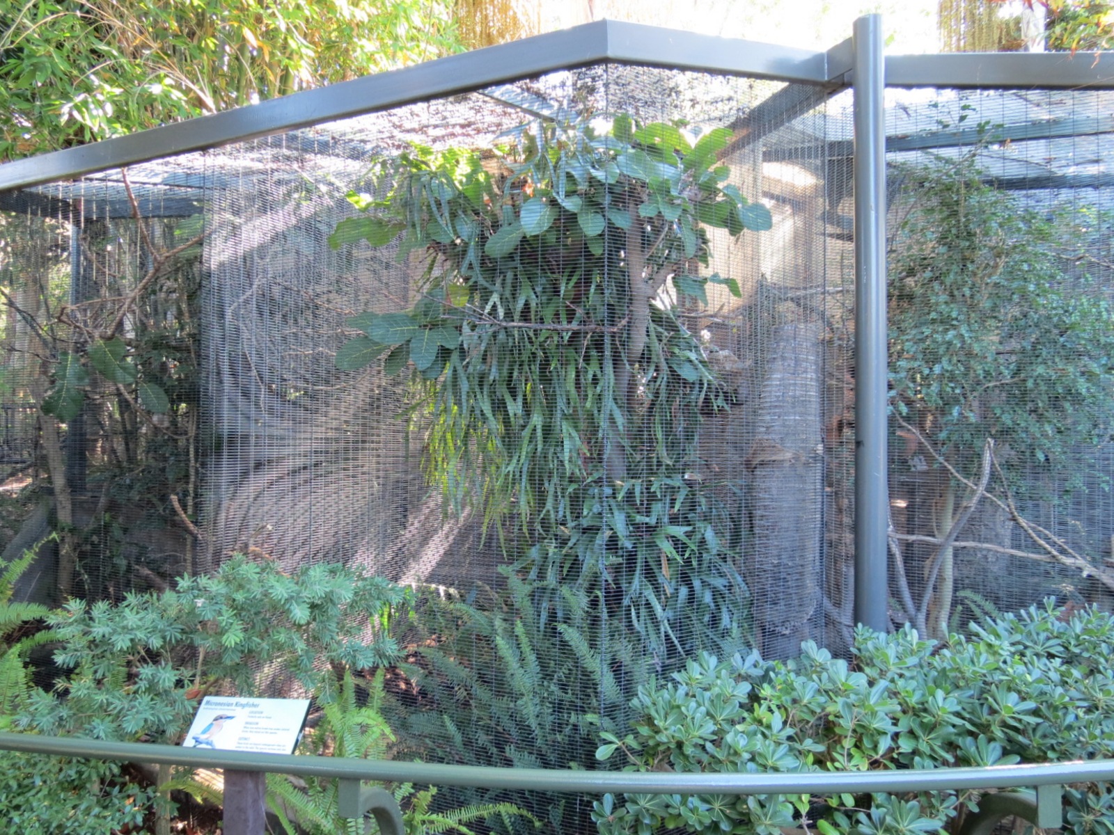 Lost Forest - Birds of Australasia - Micronesian Kingfisher Exhibit