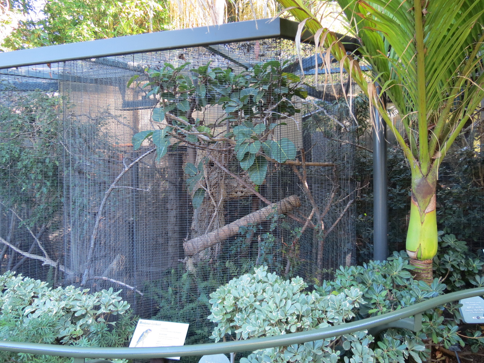 Lost Forest - Birds of Australasia - Mindanao Lorikeet Exhibit