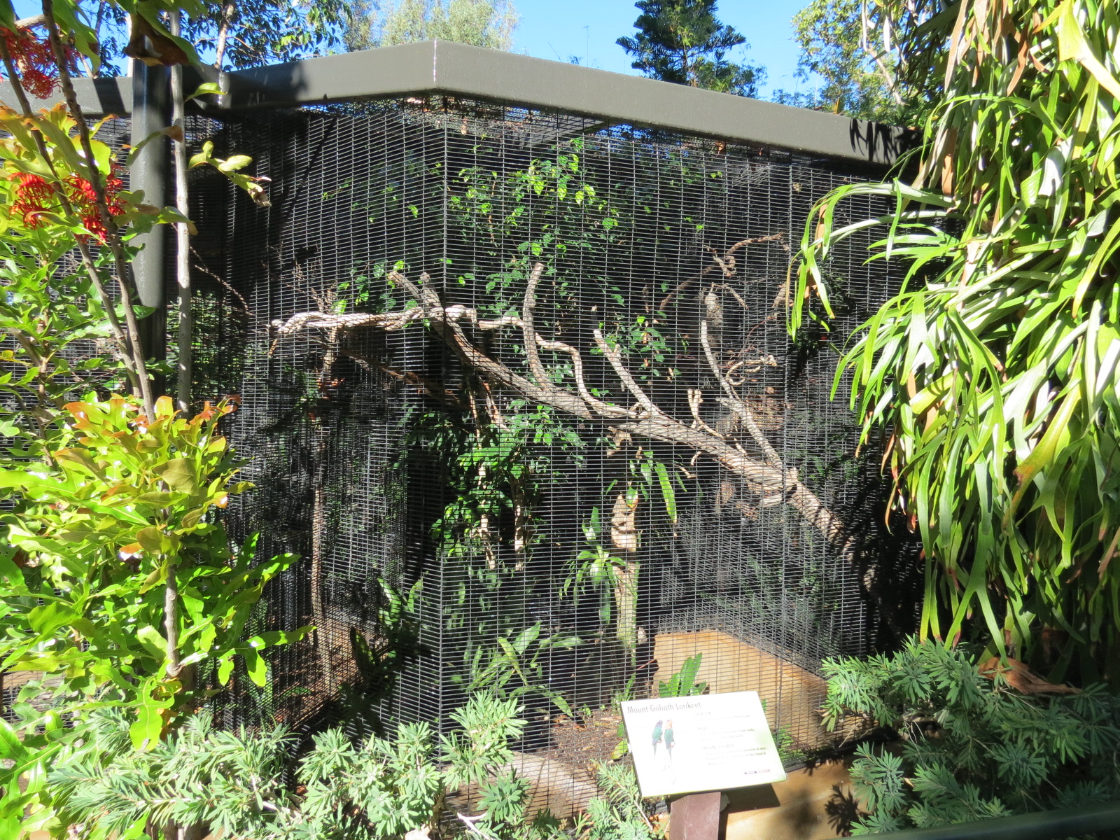 Lost Forest - Birds of Australasia - Mount Goliath Lorikeet Exhibit