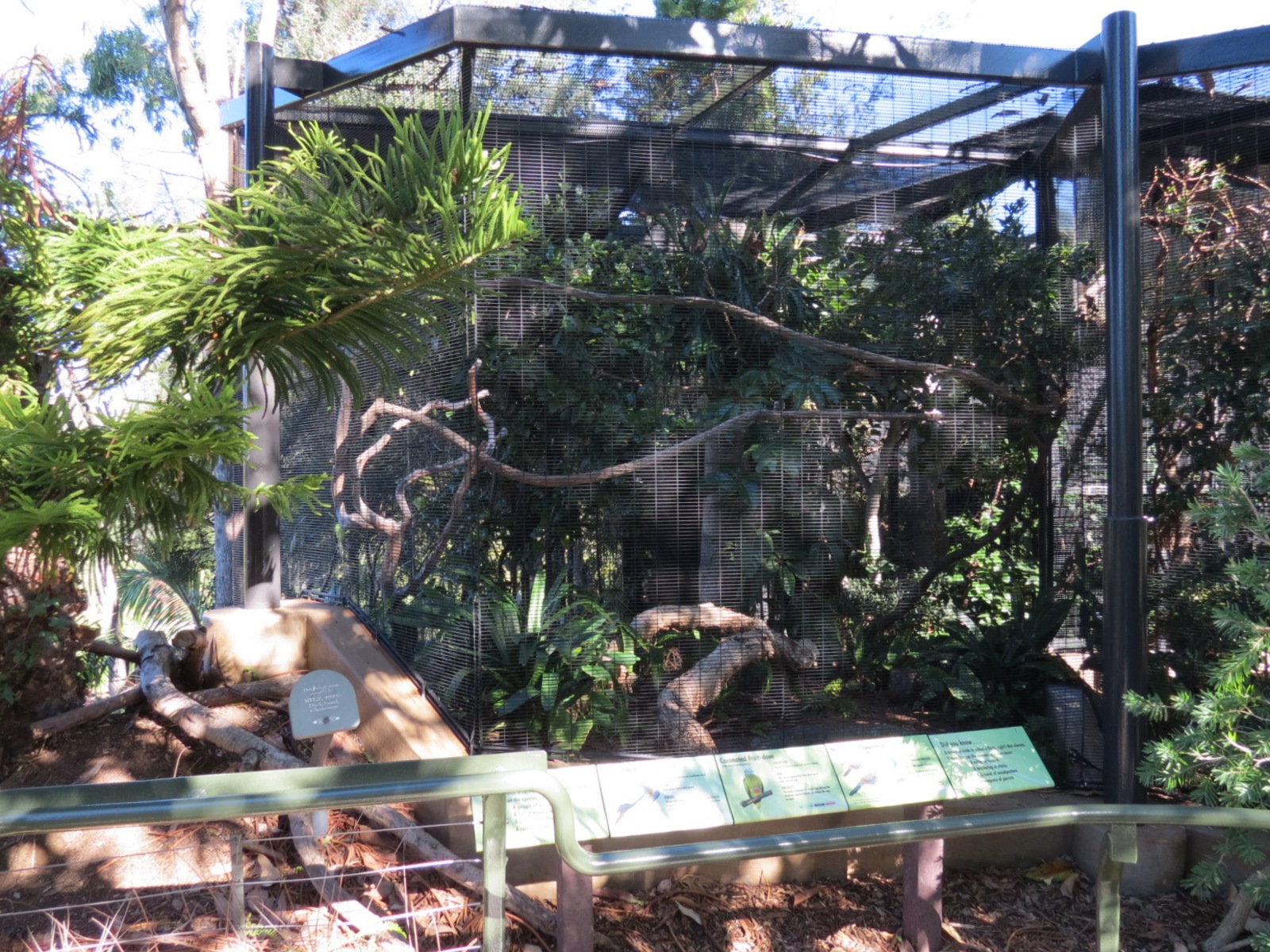 Lost Forest - Birds of Australasia - Mountain Peacock-pheasant and Others E