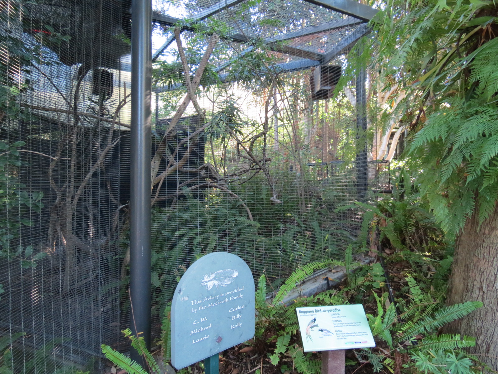 Lost Forest - Birds of Australasia - Raggiana Bird-of-Paradise Exhibit 1
