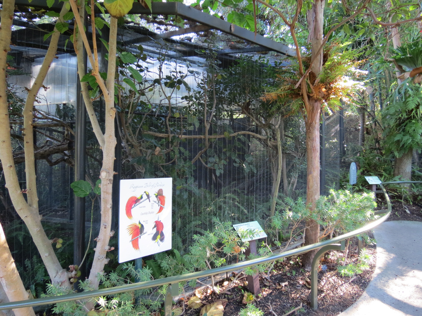 Lost Forest - Birds of Australasia - Raggiana Bird-of-Paradise Exhibit 2