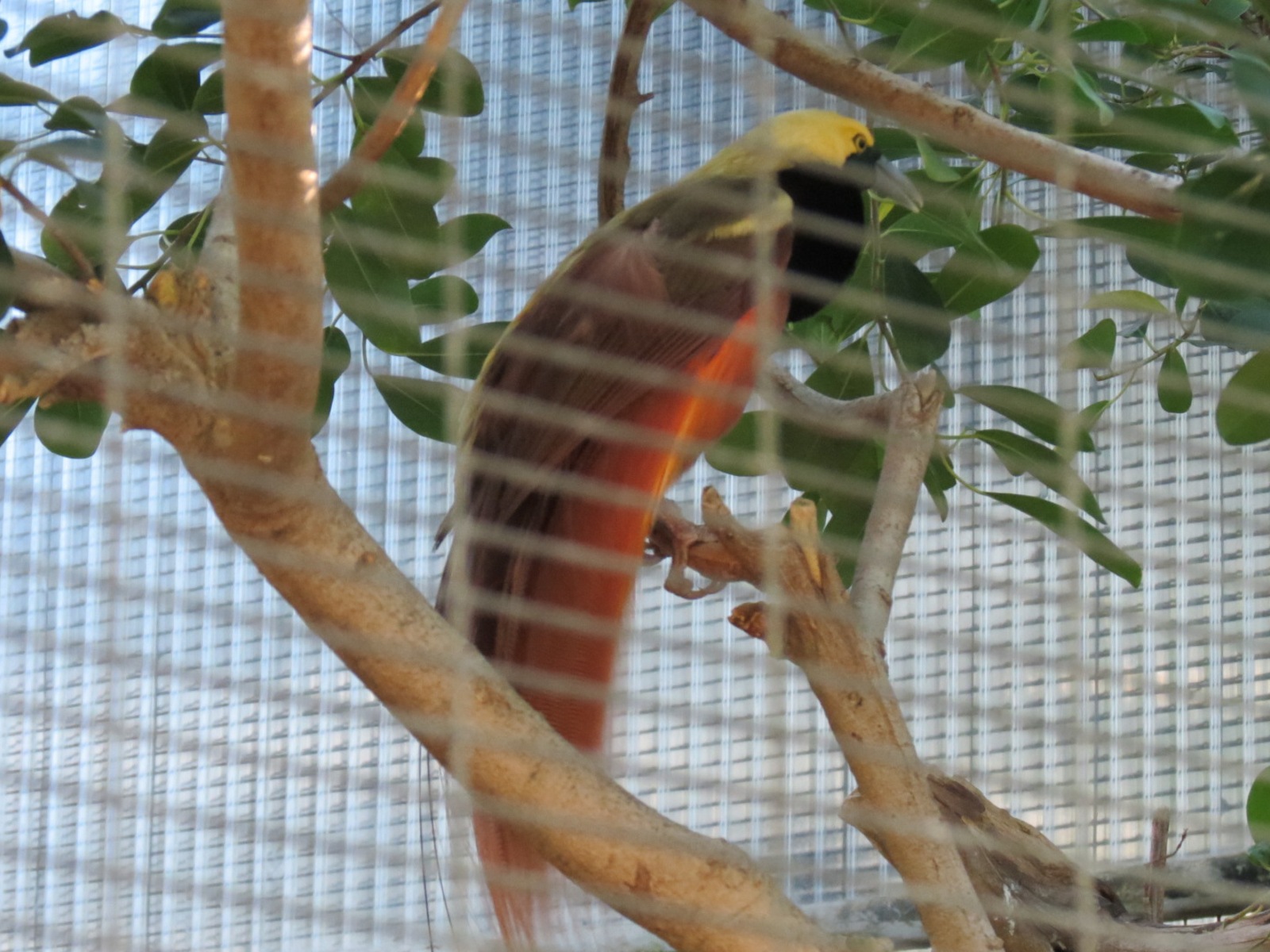 Lost Forest - Birds of Australasia - Raggiana Bird-of-Paradise Exhibit 2