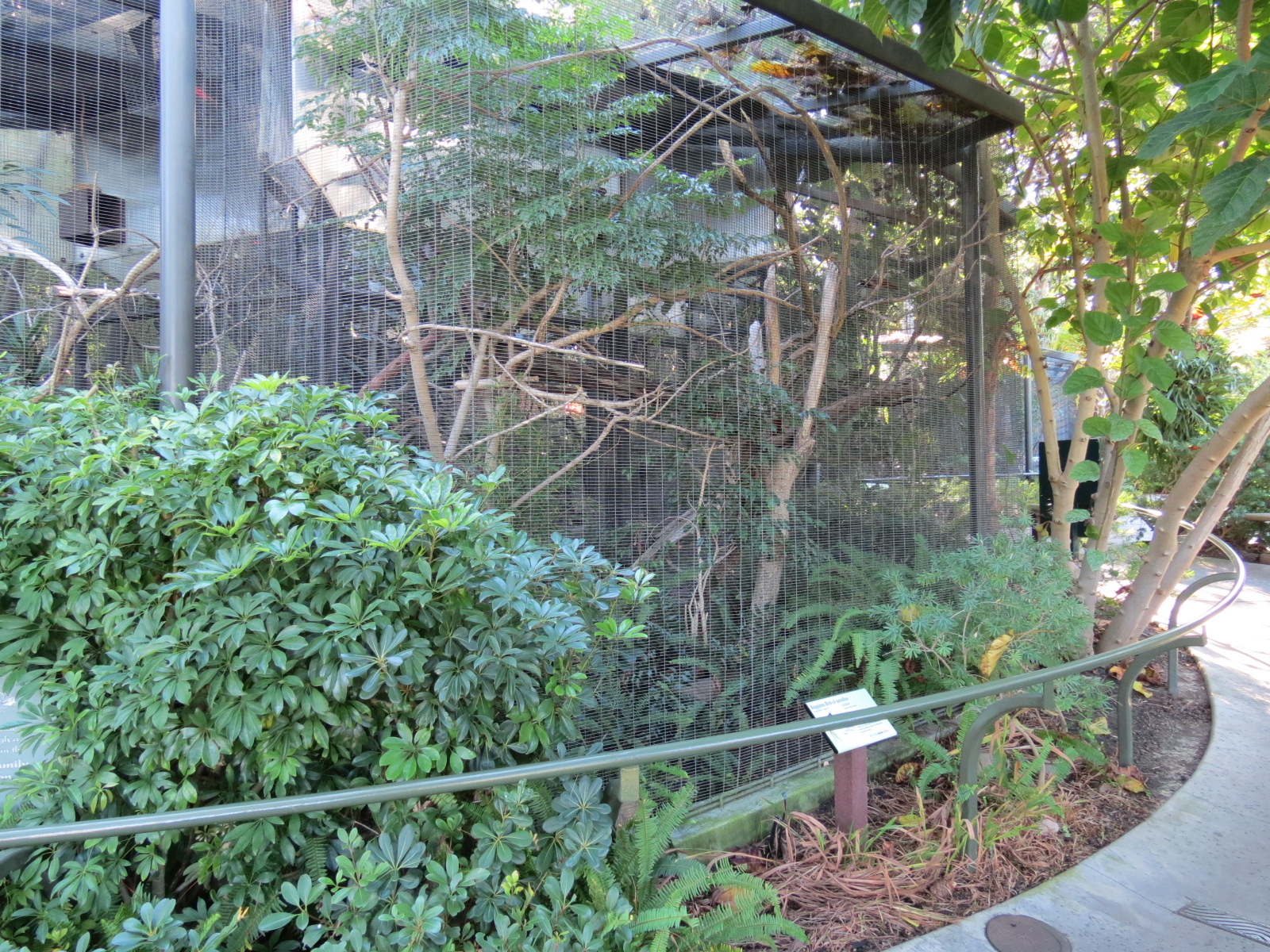 Lost Forest - Birds of Australasia - Raggiana Bird-of-Paradise Exhibit 3