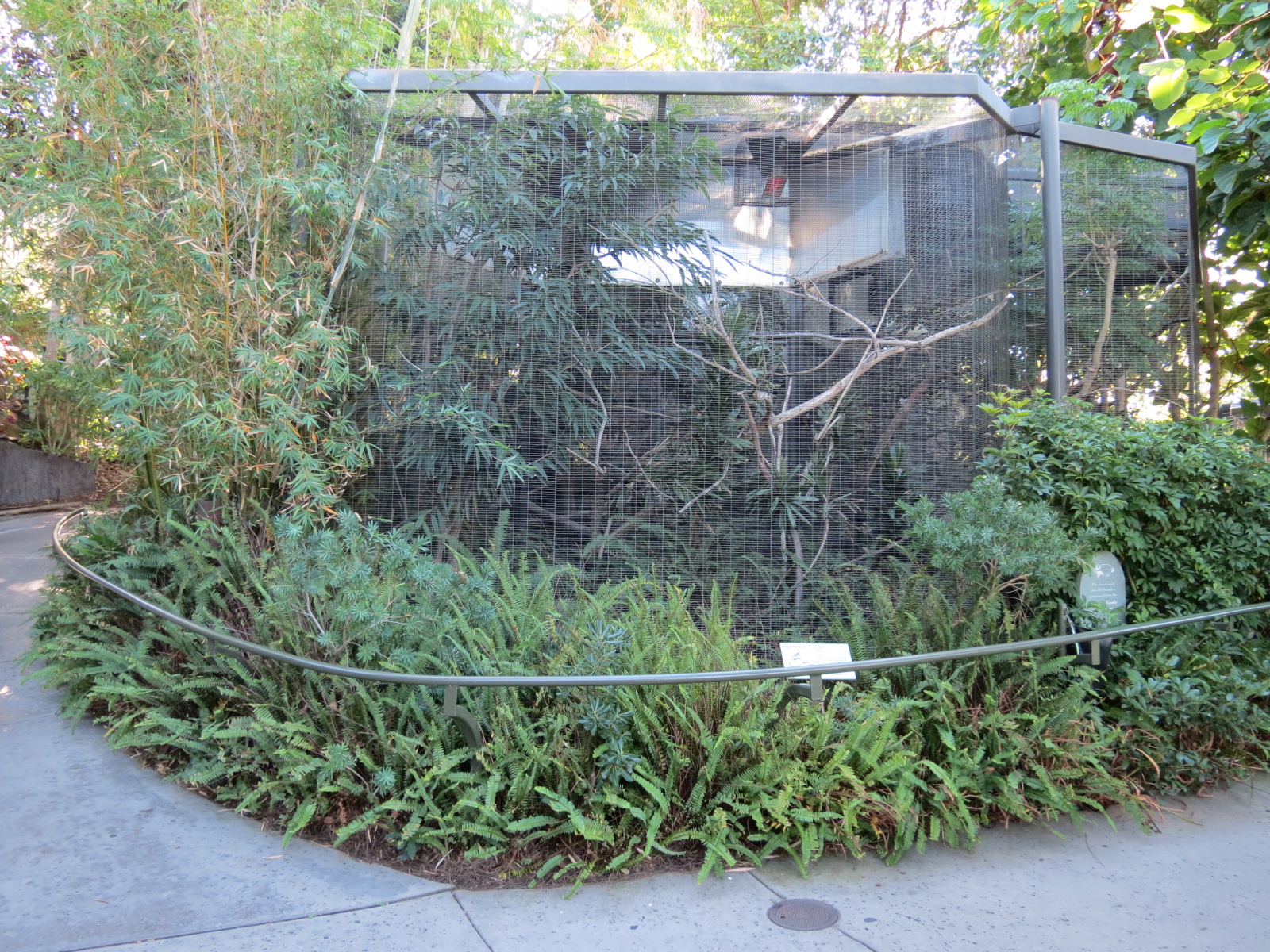 Lost Forest - Birds of Australasia - Raggiana Bird-of-Paradise Exhibit 4