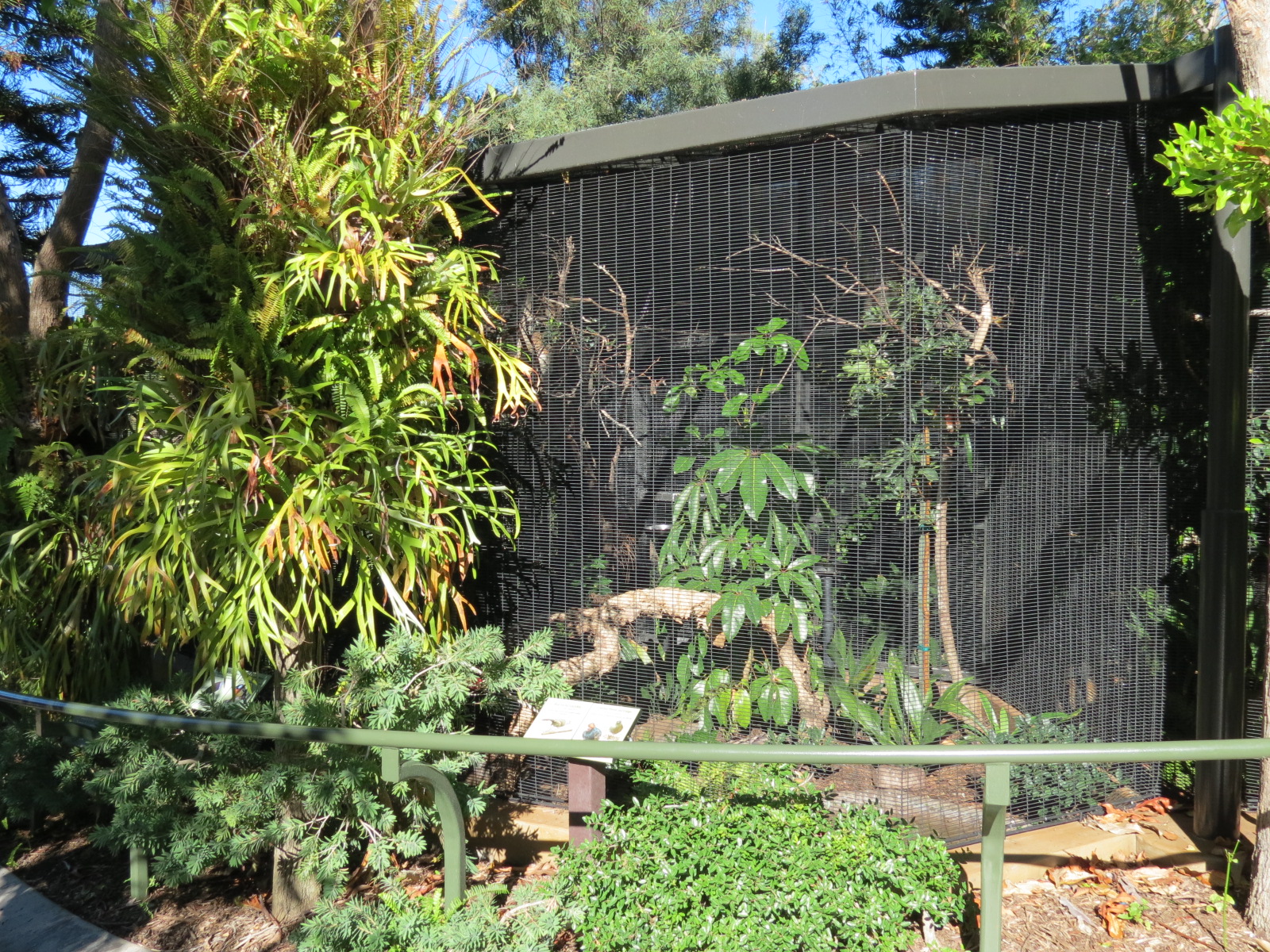 Lost Forest - Birds of Australasia - Red-faced Liocichla and Others Exhibit