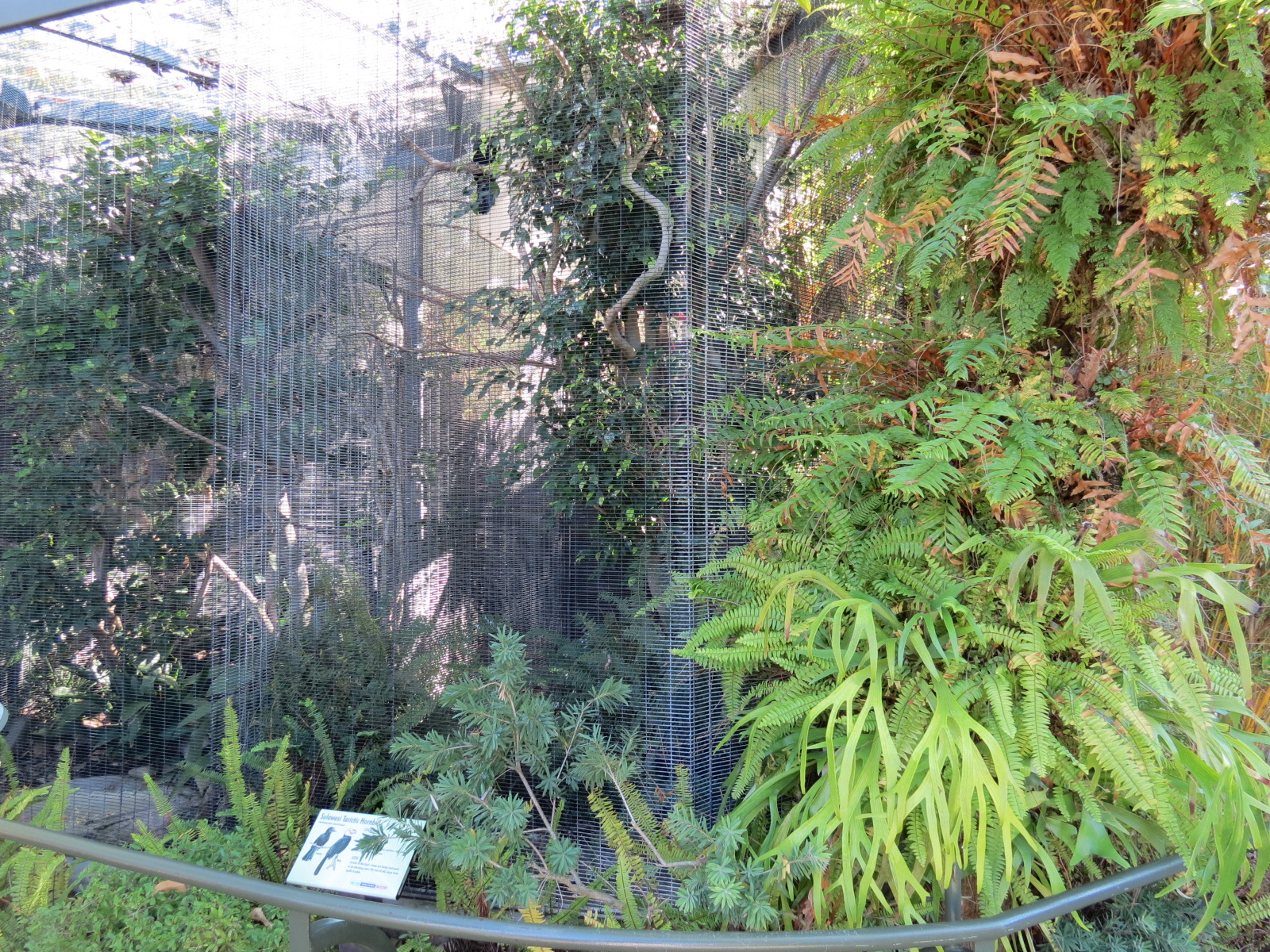 Lost Forest - Birds of Australasia - Sulawesi Tarictic Hornbill Exhibit