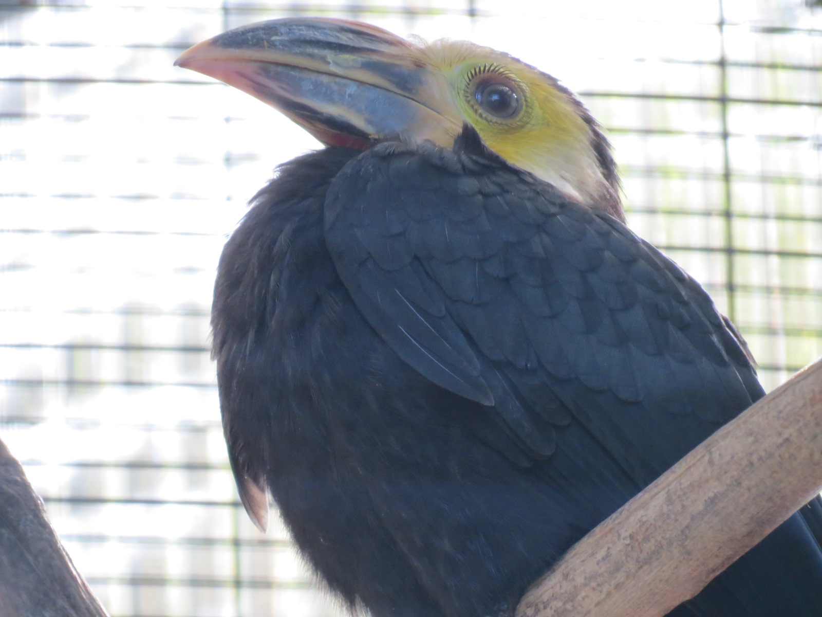 Lost Forest - Birds of Australasia - Sulawesi Tarictic Hornbill Exhibit