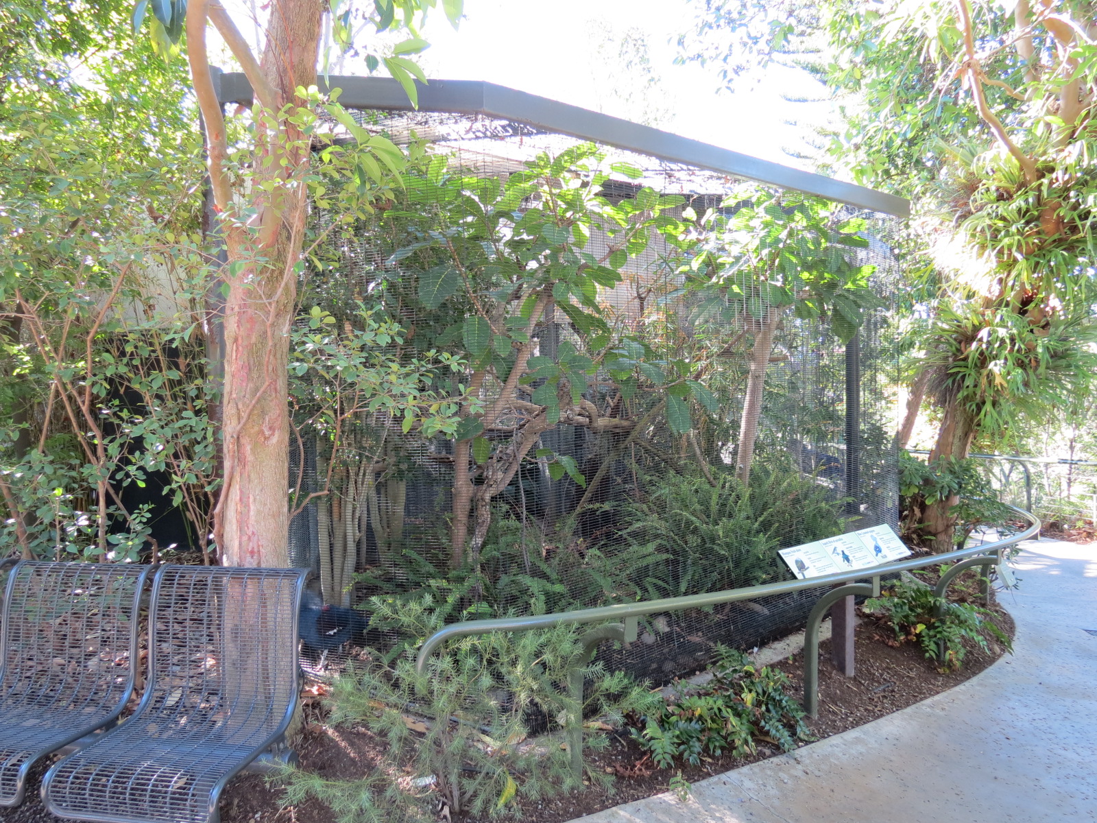 Lost Forest - Birds of Australasia - Superb Bird-of-paradise and Others Exh