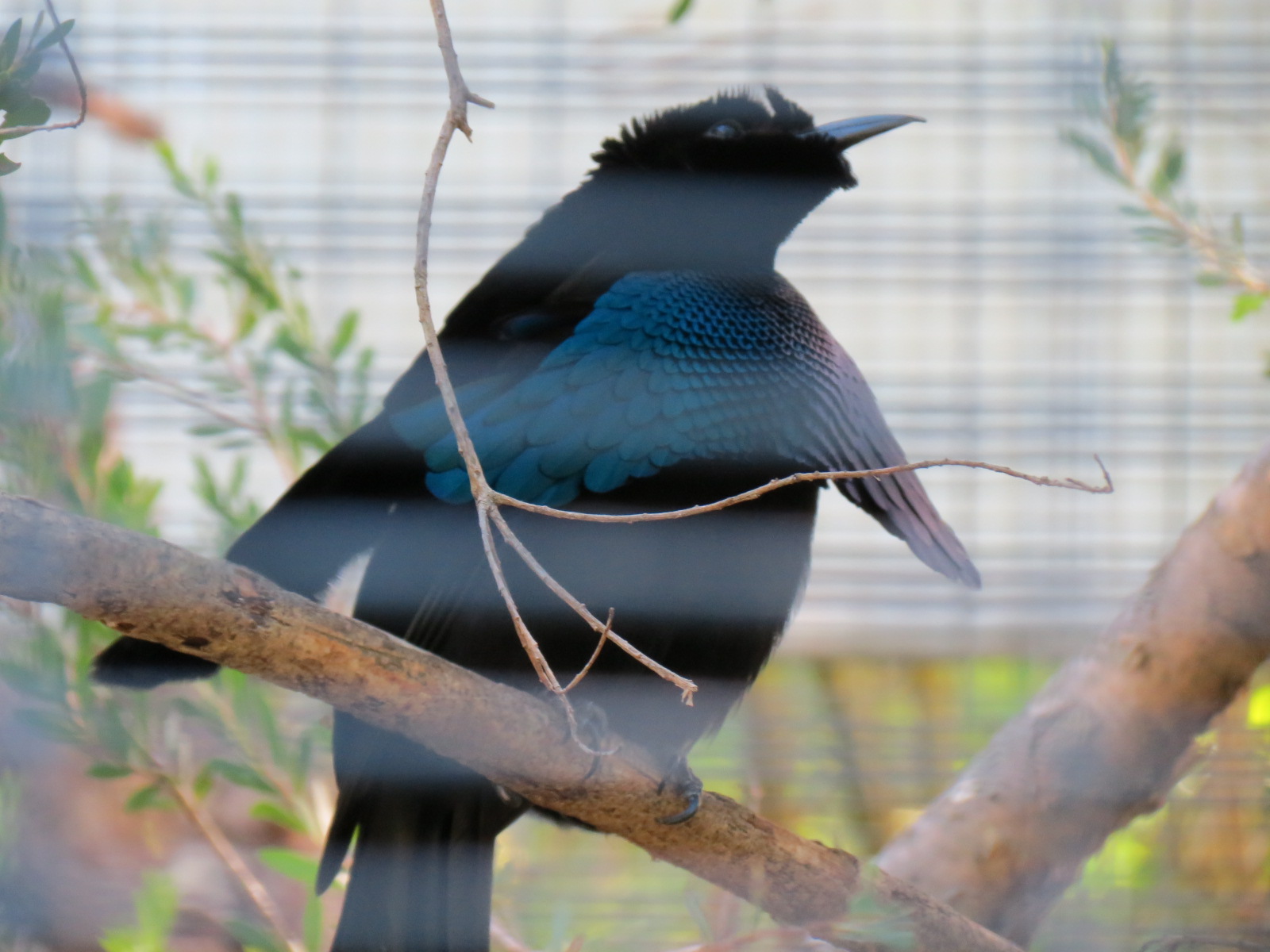 Lost Forest - Birds of Australasia - Superb Bird-of-paradise and Others Exh