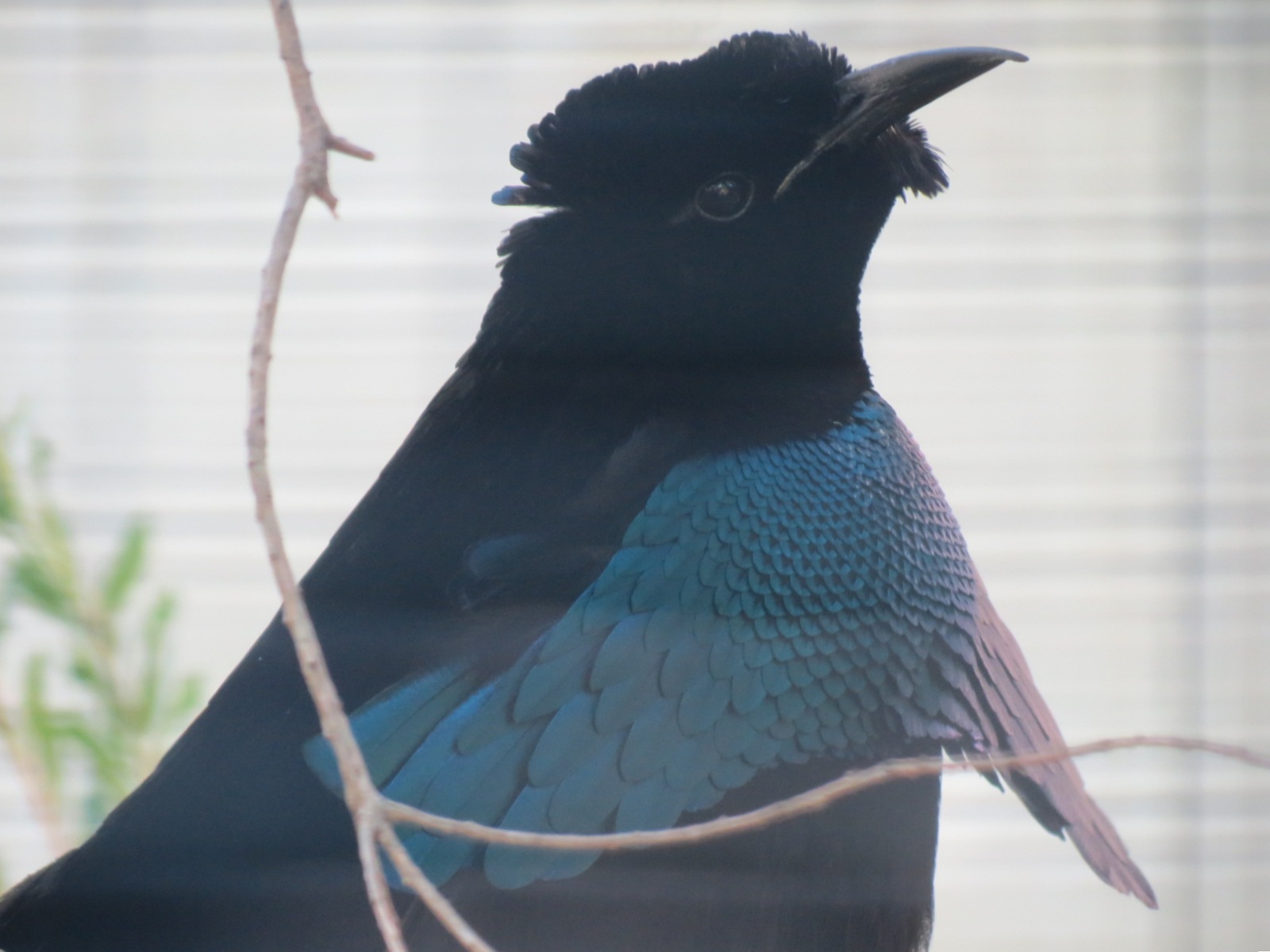 Lost Forest - Birds of Australasia - Superb Bird-of-paradise and Others Exh