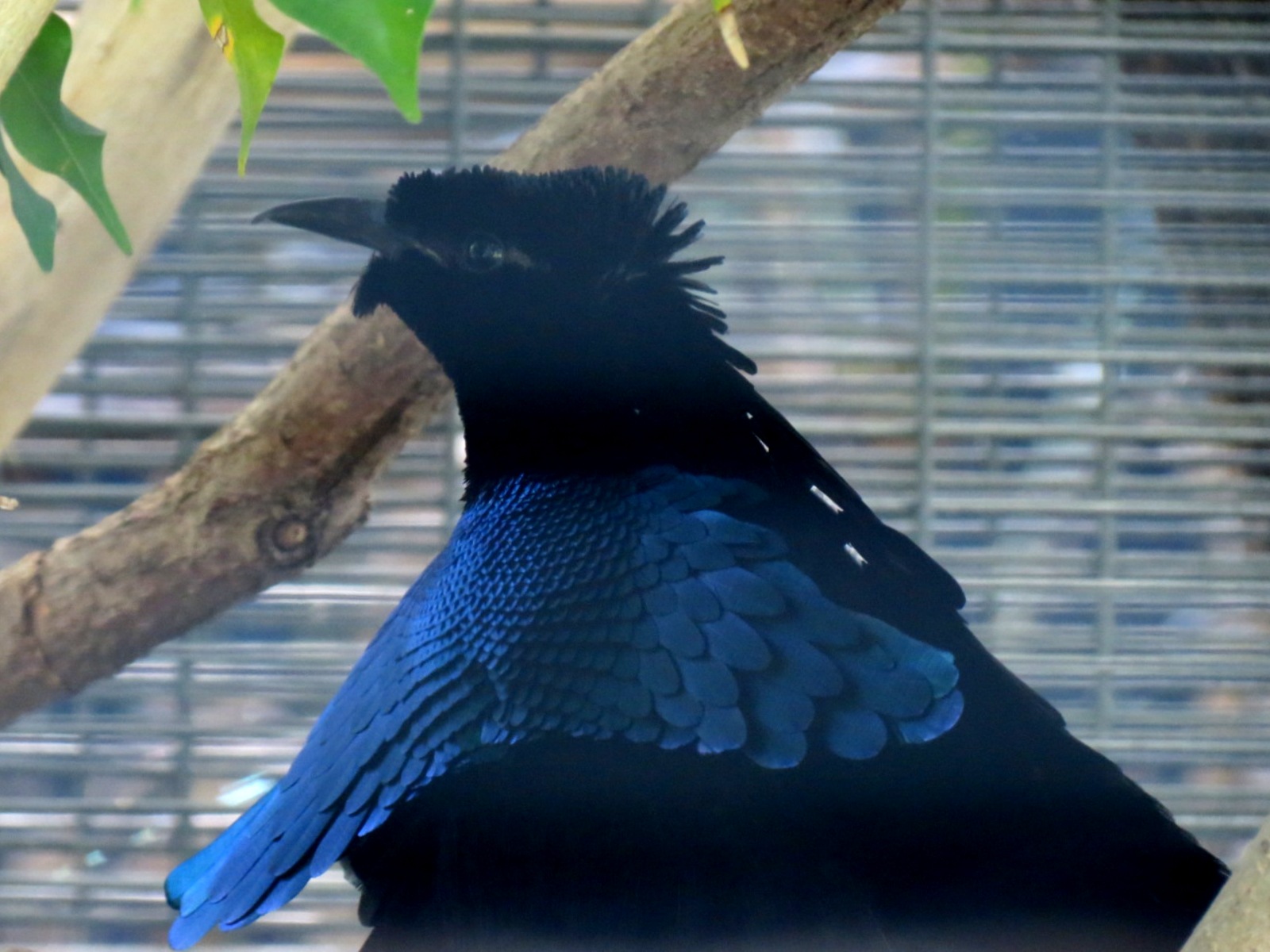 Lost Forest - Birds of Australasia - Superb Bird-of-paradise and Others Exh