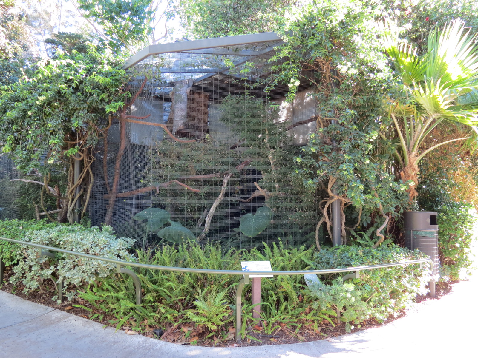 Lost Forest - Birds of Australasia - Wrinkled Hornbill Exhibit