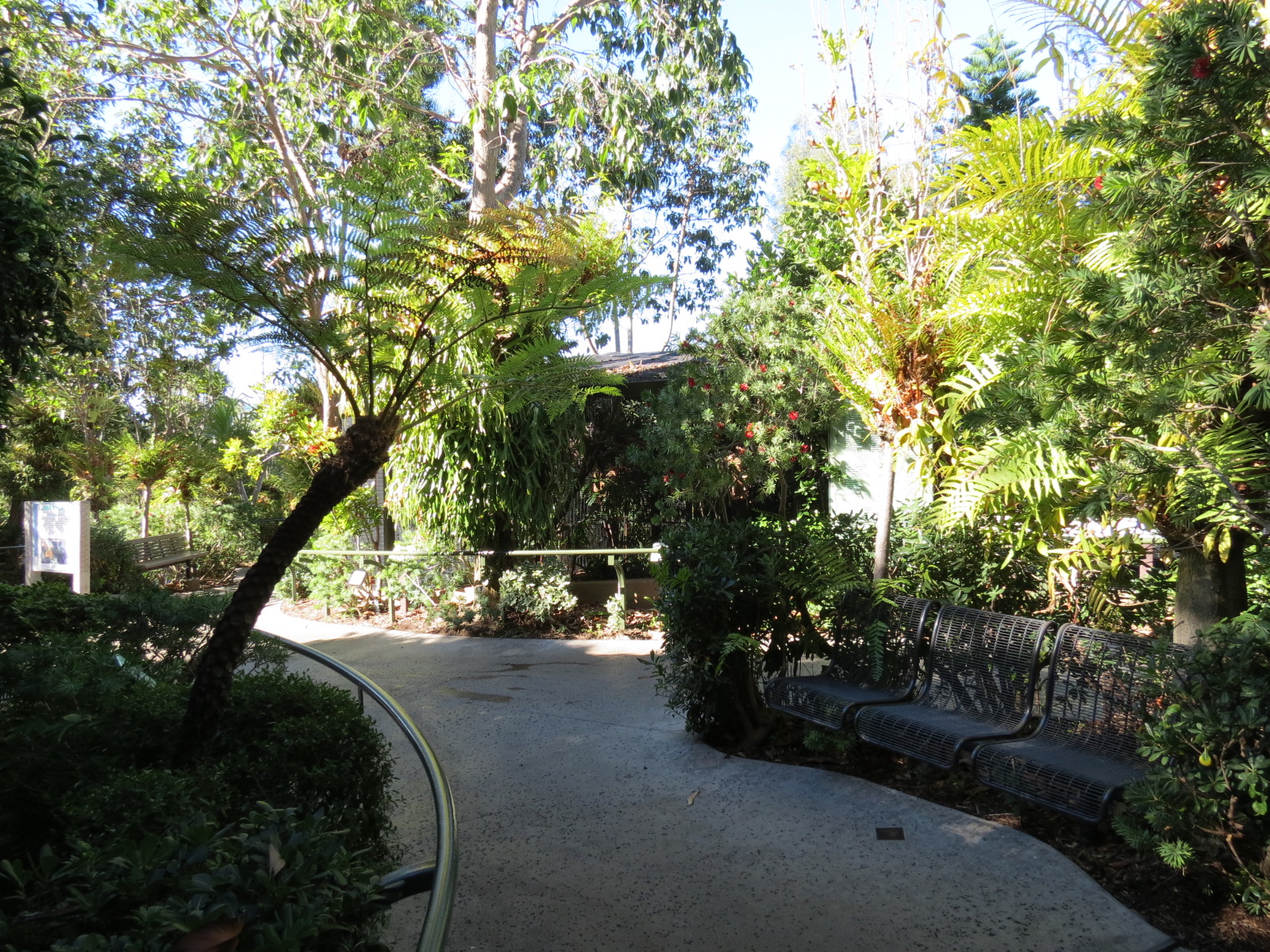 Lost Forest - Birds of Australasia