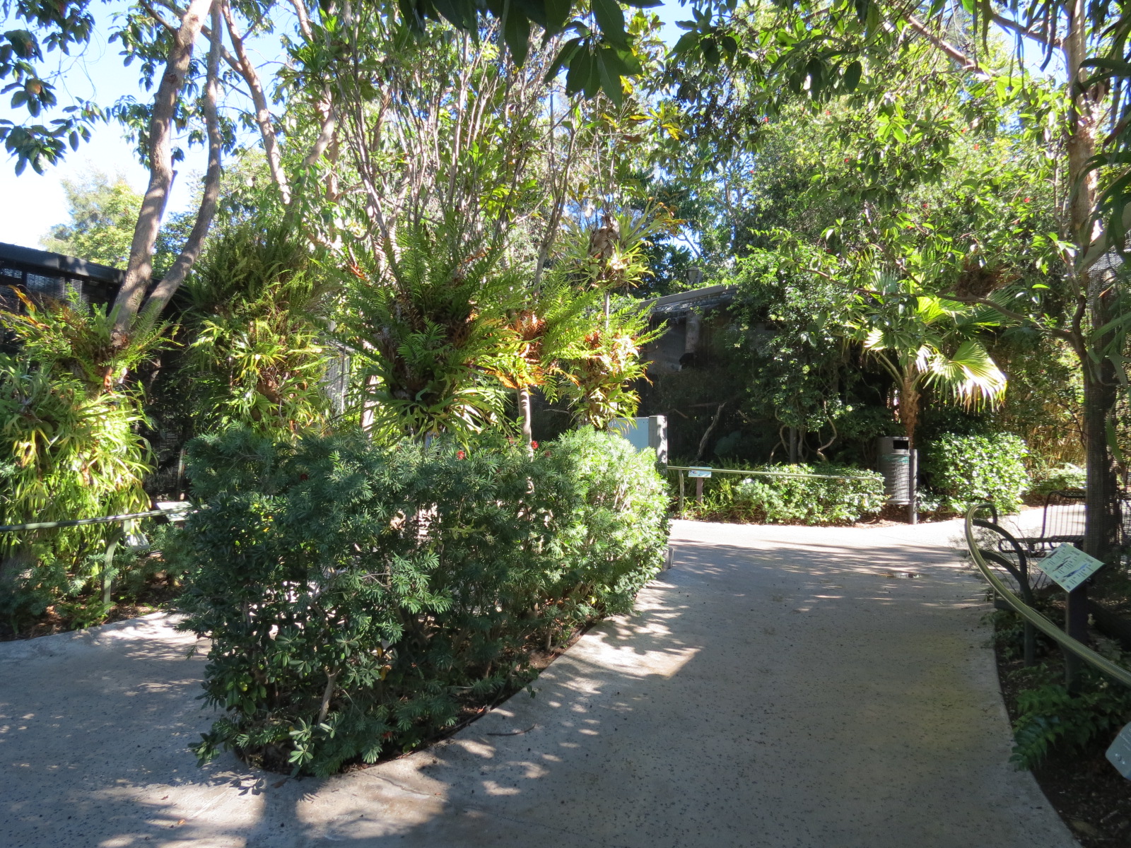 Lost Forest - Birds of Australasia