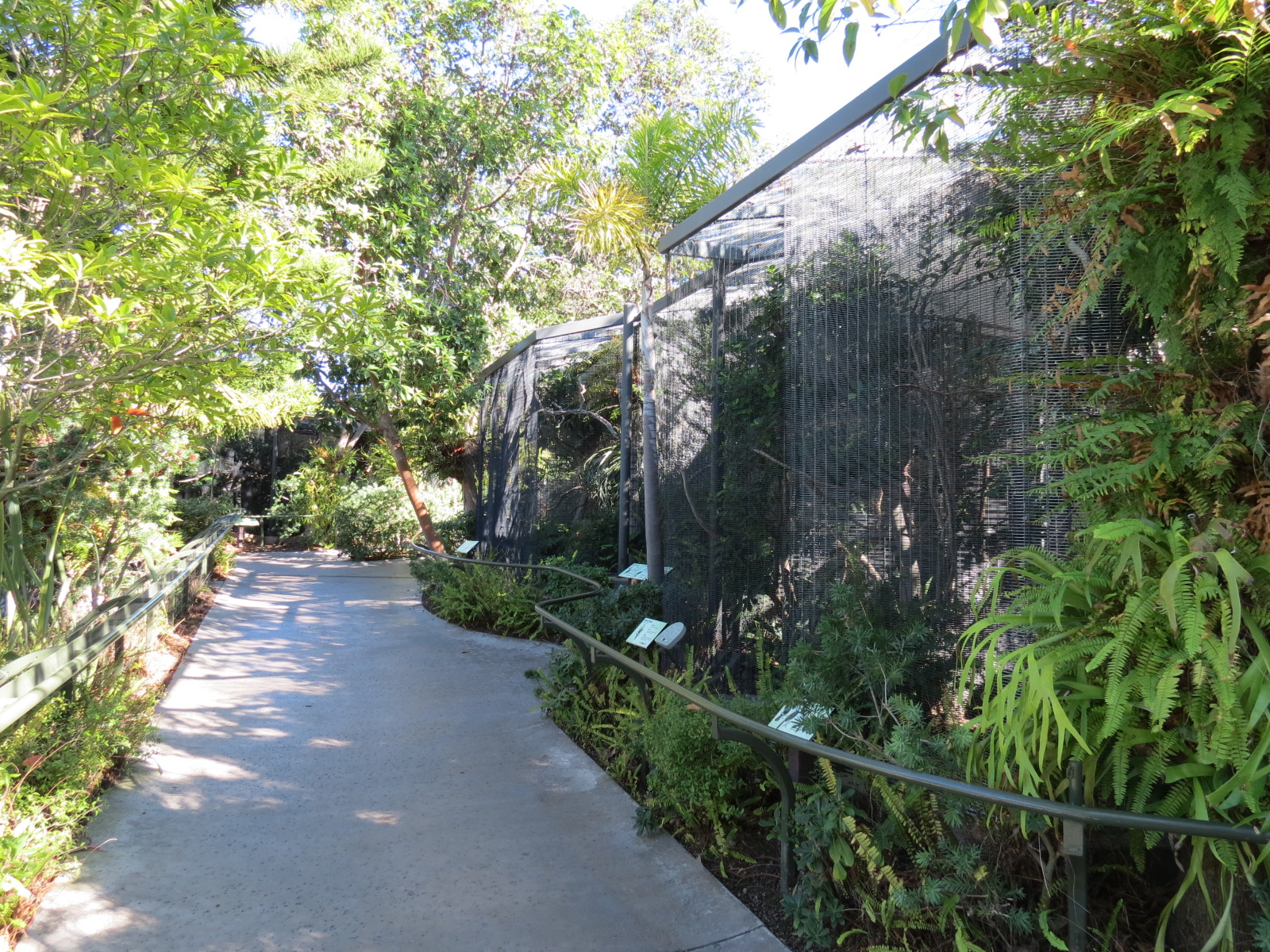 Lost Forest - Birds of Australasia