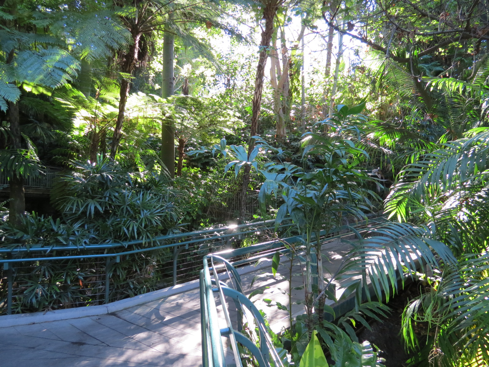 Lost Forest - Fern Canyon Trail