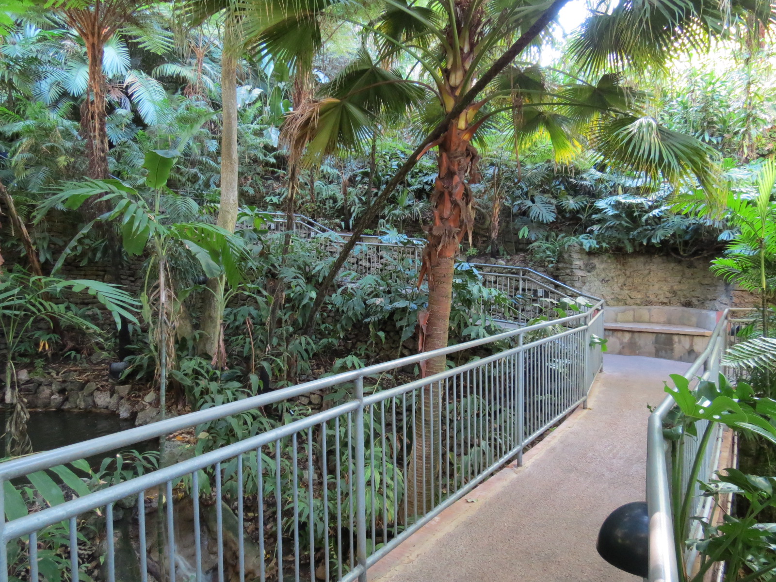 Lost Forest - Fern Canyon Trail