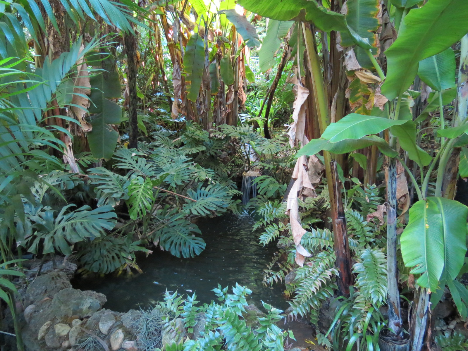 Lost Forest - Fern Canyon Trail