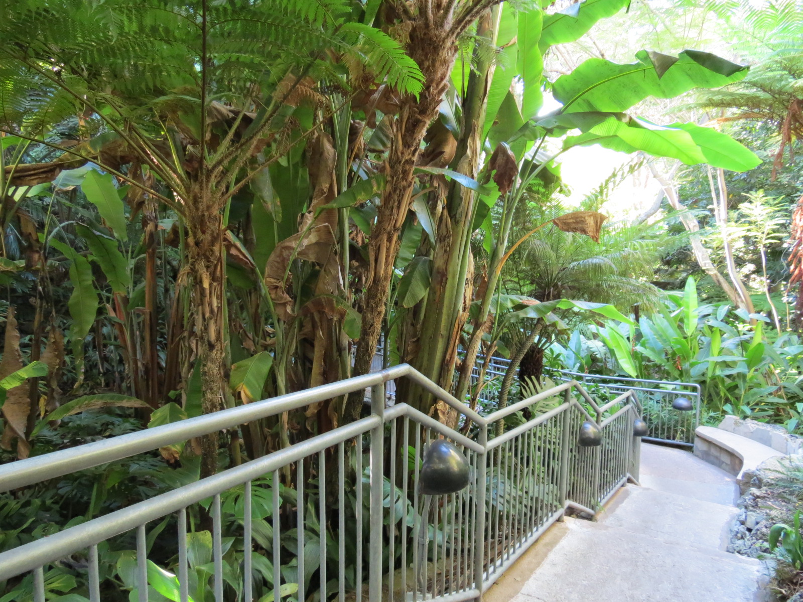 Lost Forest - Fern Canyon Trail