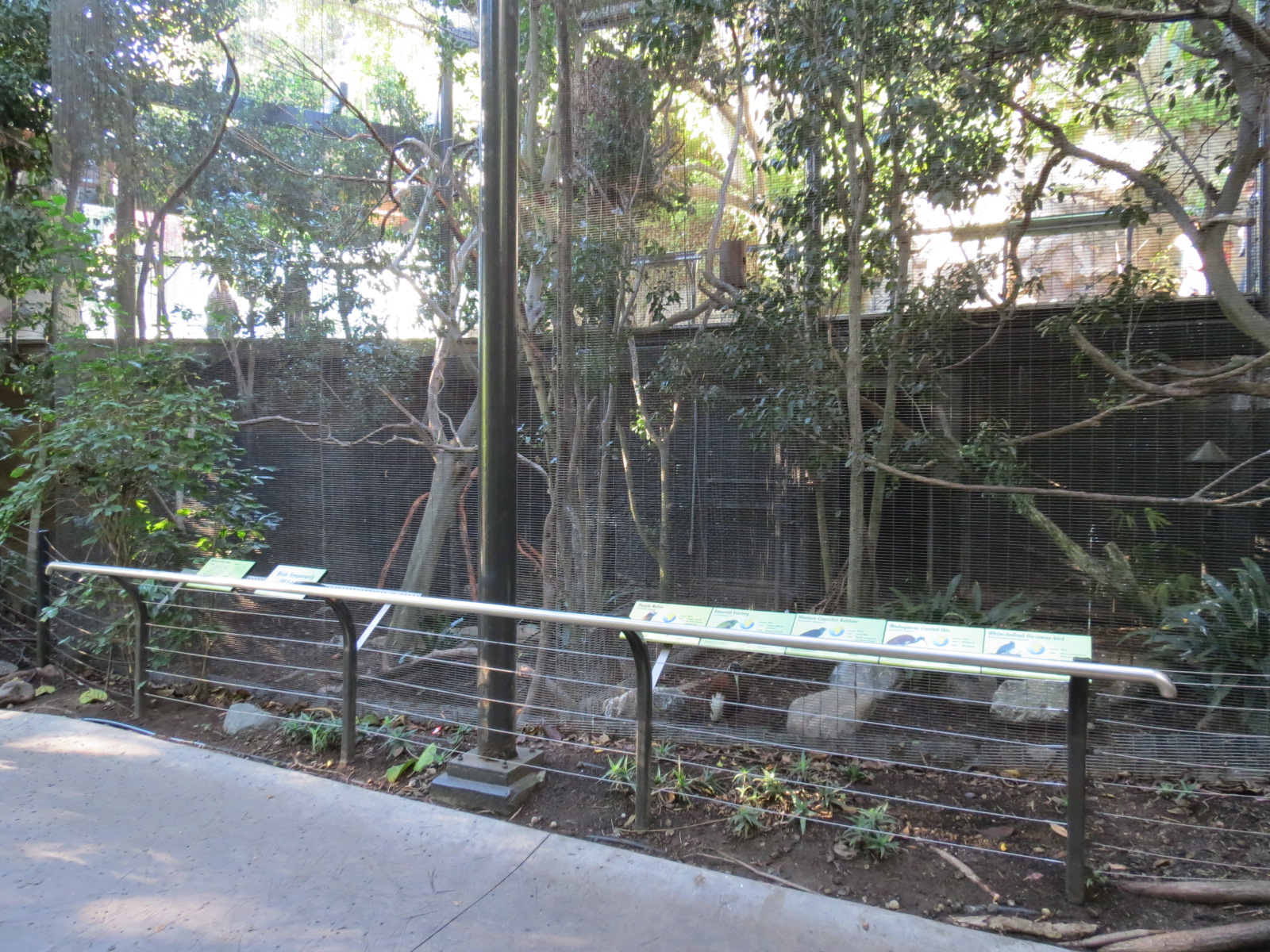 Lost Forest - Gorilla Tropics - 2 Bird Exhibits