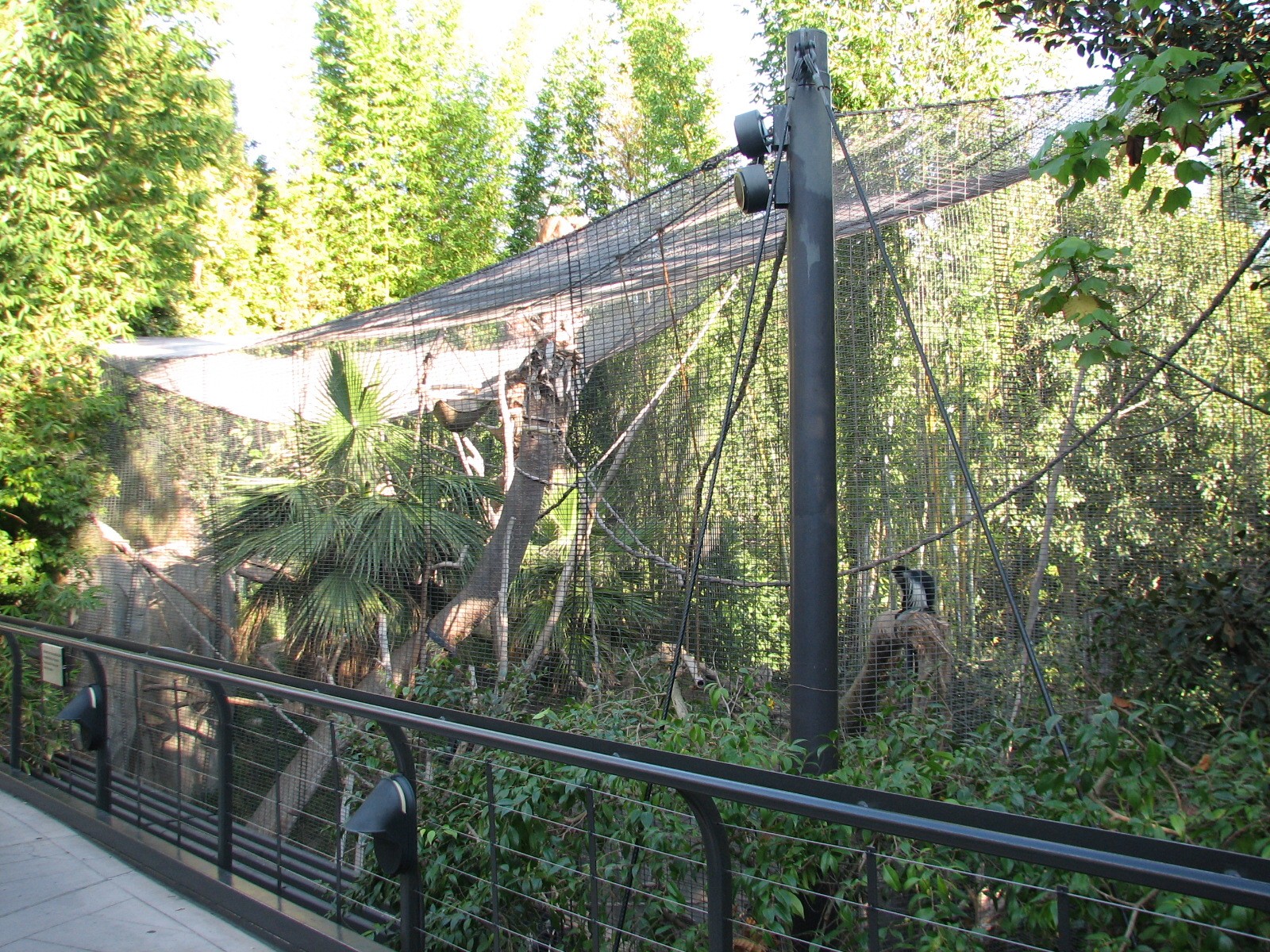 Lost Forest - Gorilla Tropics - Angolan Colobus Exhibit