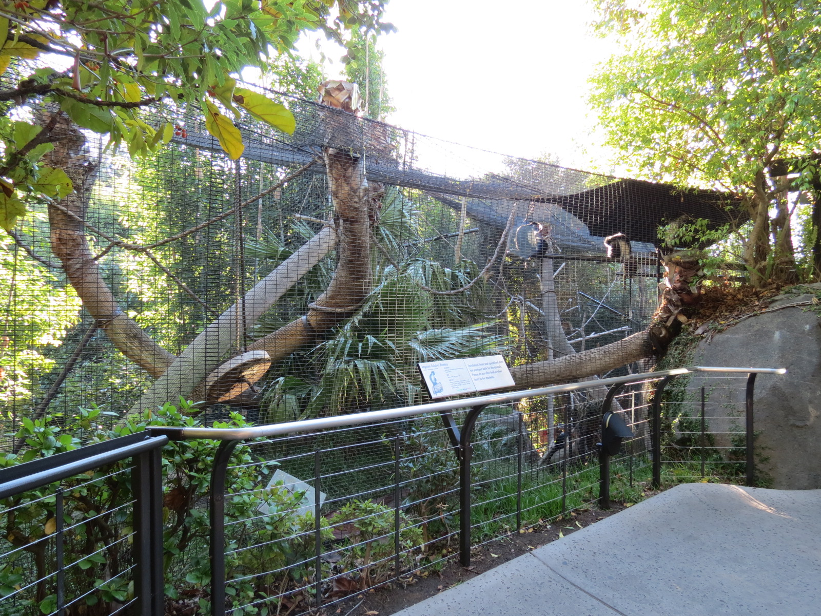 Lost Forest - Gorilla Tropics - Angolan Colobus Exhibit