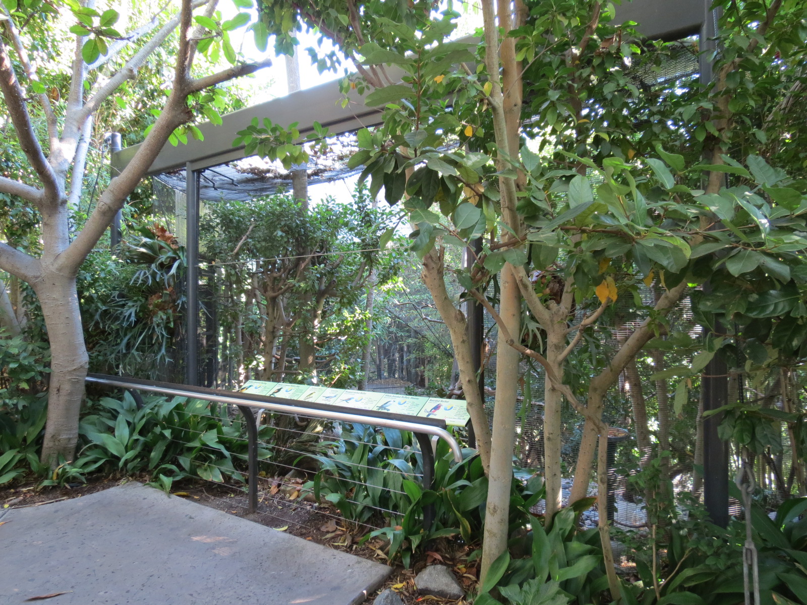 Lost Forest - Gorilla Tropics - Bearded Barbet and Others Exhibit