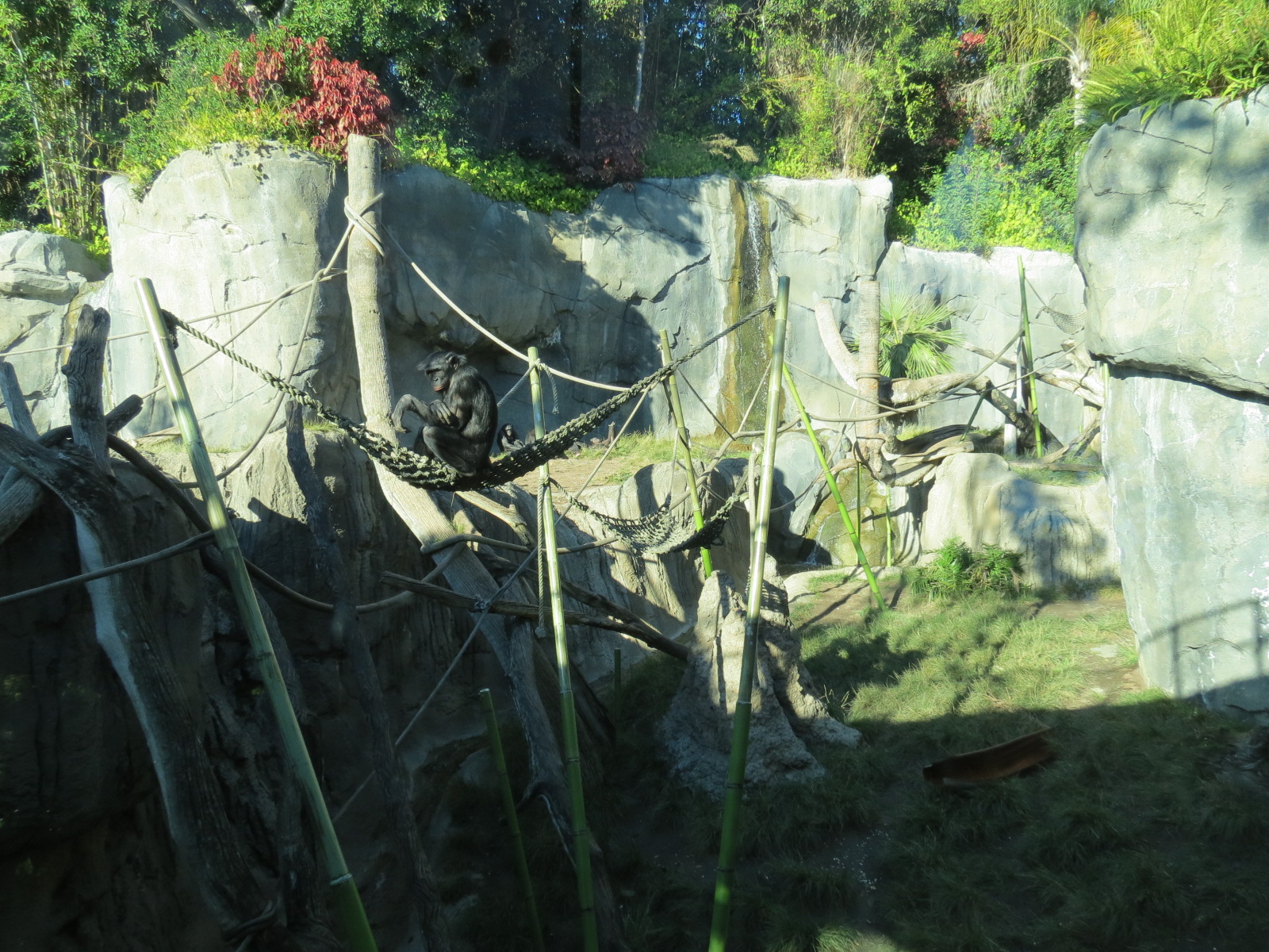 Lost Forest - Gorilla Tropics - Bonobo Exhibit