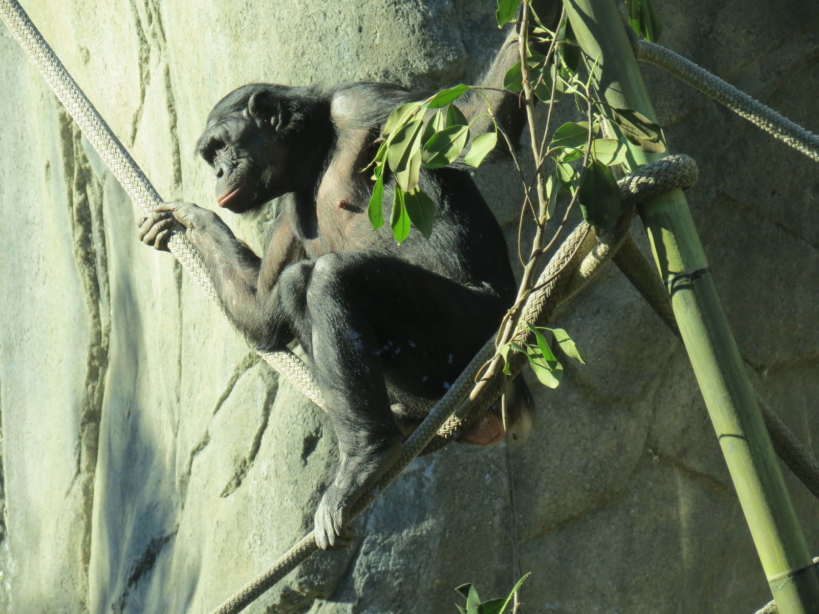 Lost Forest - Gorilla Tropics - Bonobo Exhibit