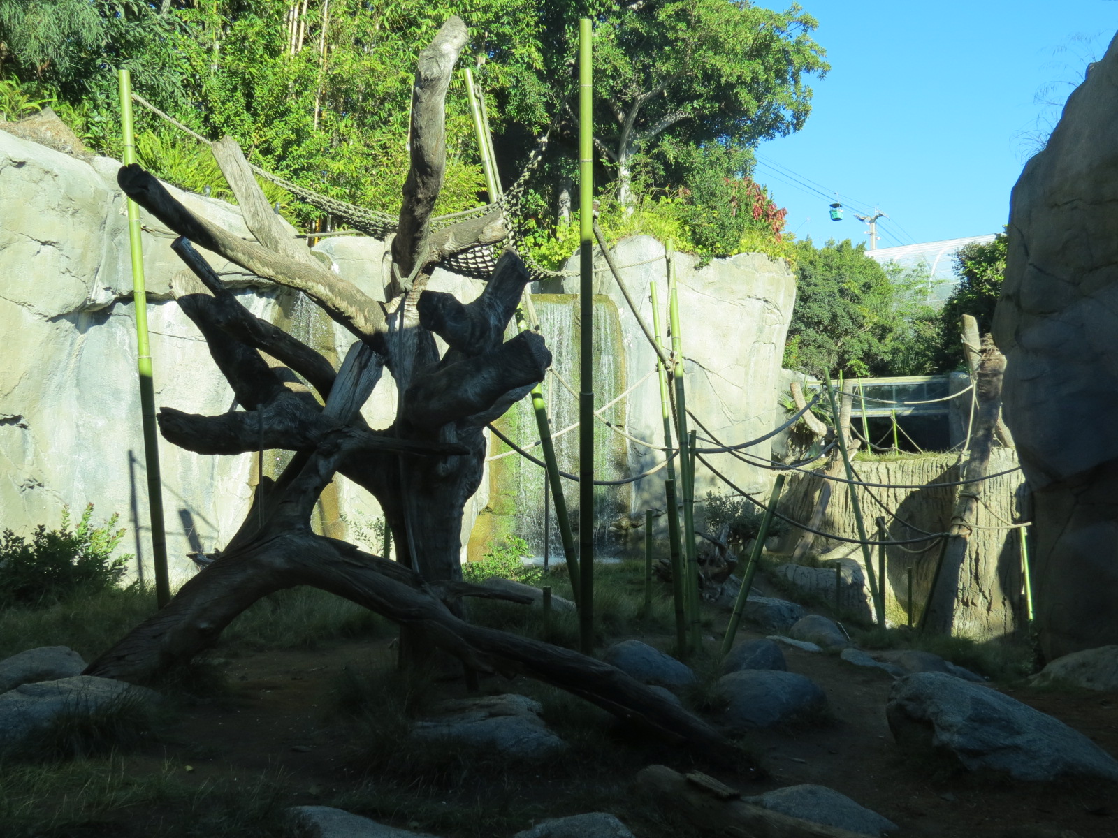 Lost Forest - Gorilla Tropics - Bonobo Exhibit