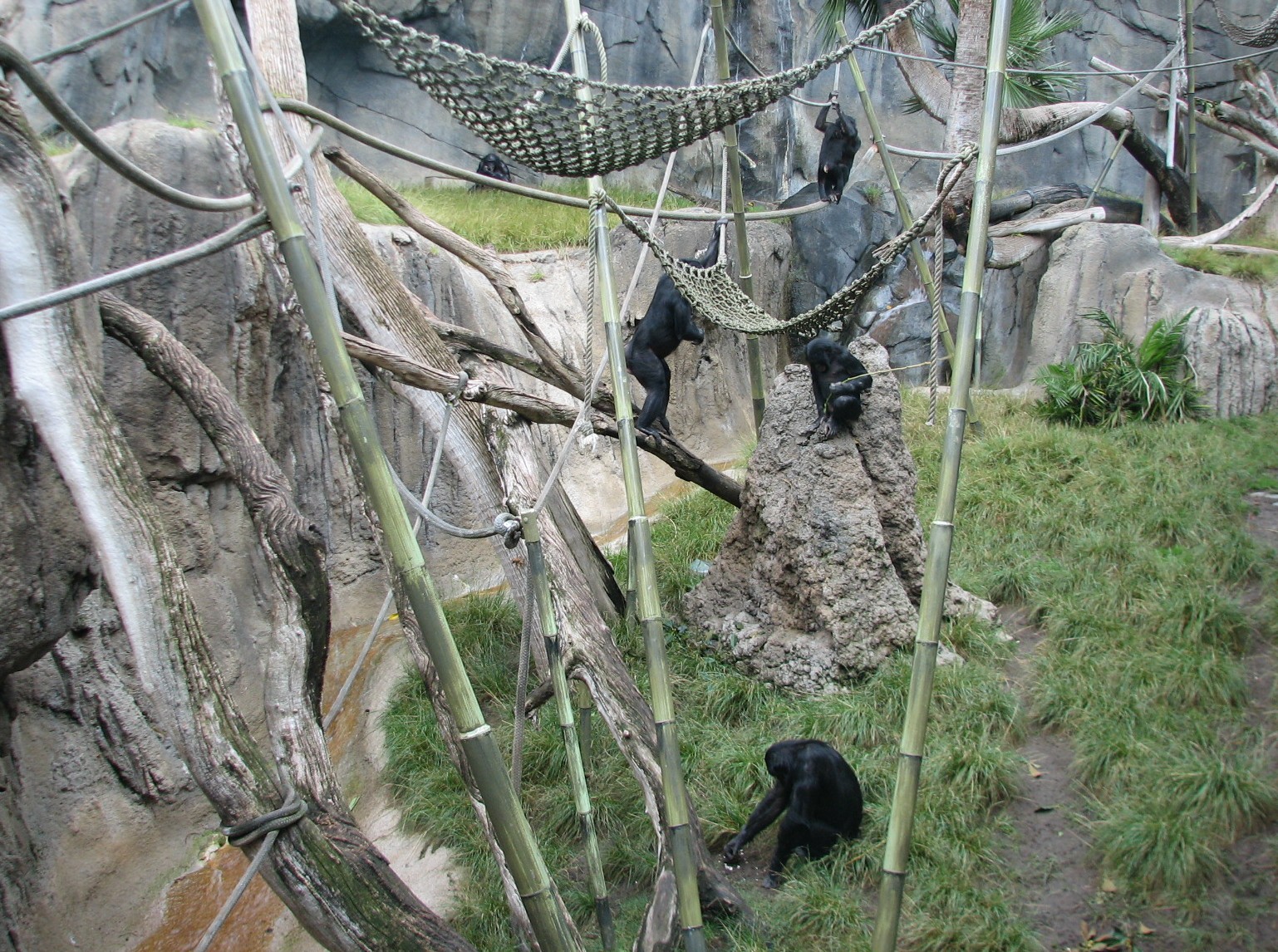 Lost Forest - Gorilla Tropics - Bonobo Exhibit