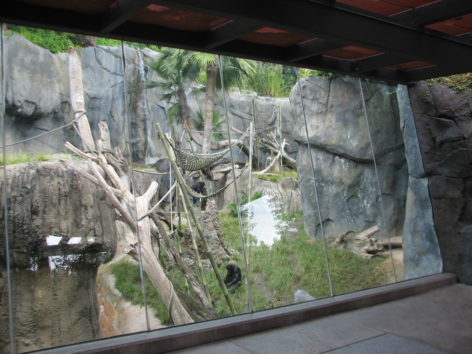 Lost Forest - Gorilla Tropics - Bonobo Viewing Window