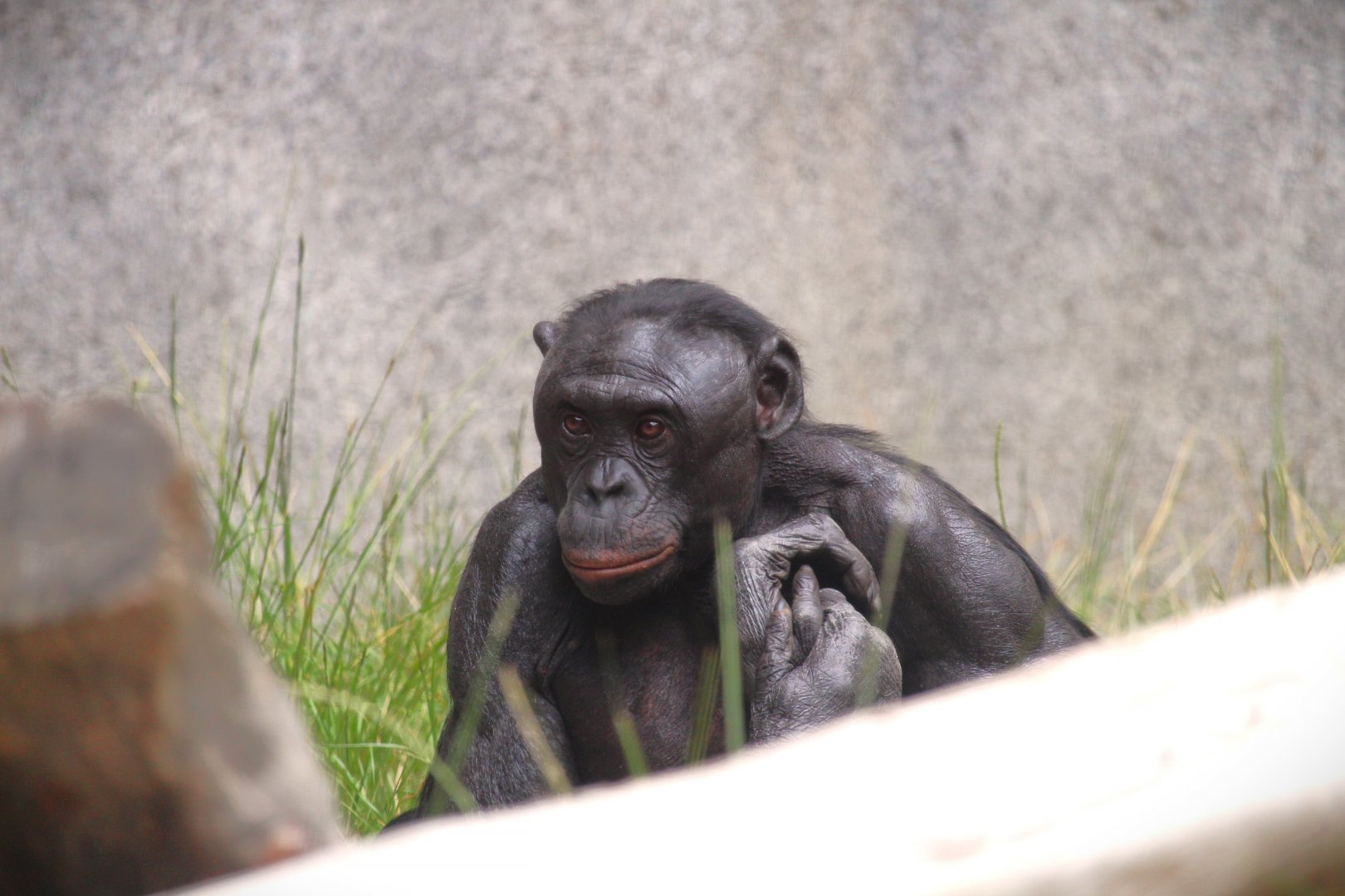 Lost Forest - Gorilla Tropics - Bonobo