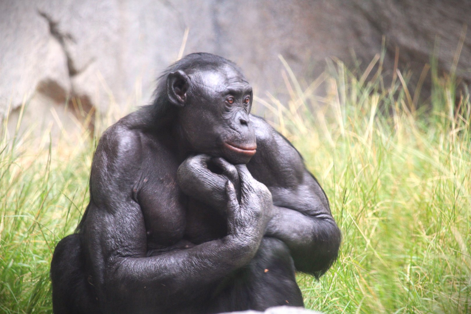 Lost Forest - Gorilla Tropics - Bonobo