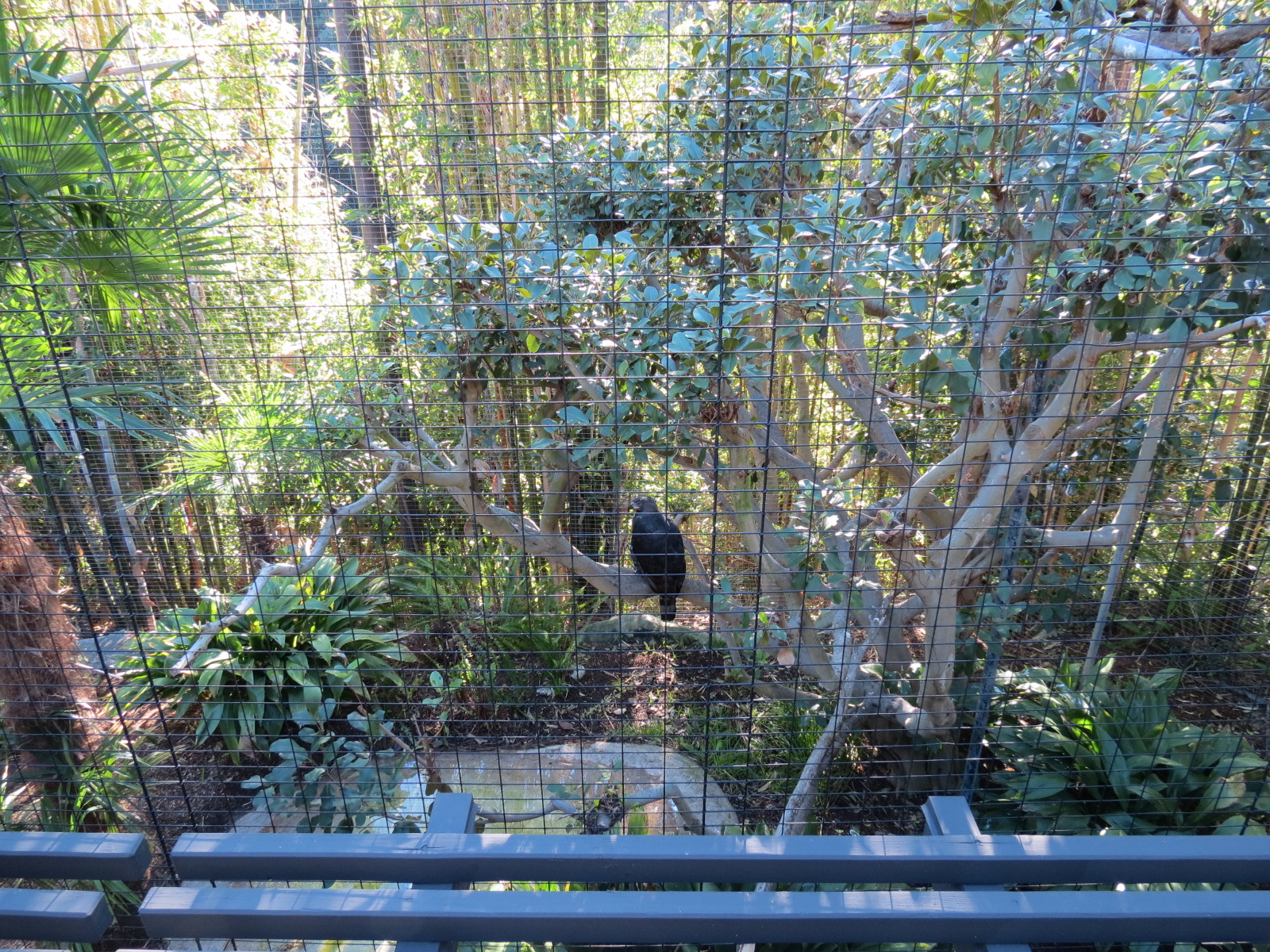 Lost Forest - Gorilla Tropics - Crowned Eagle Exhibit
